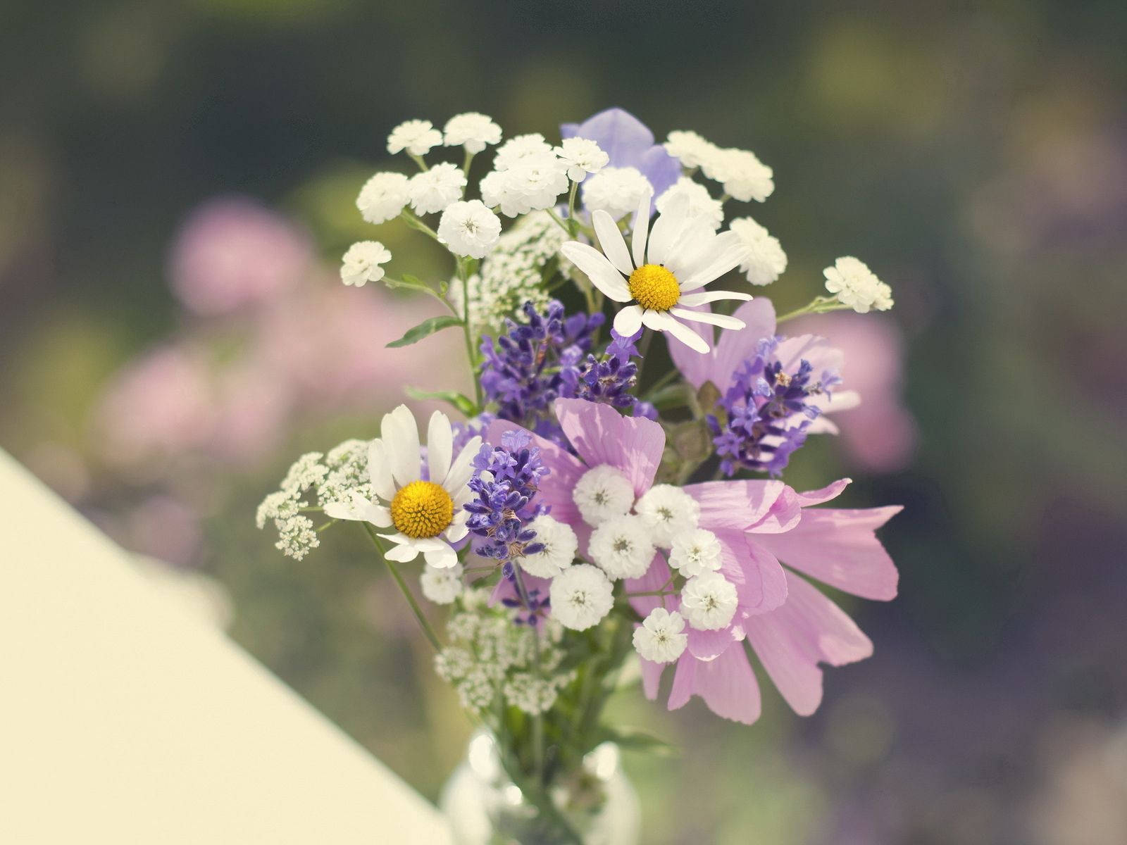 鋭利紫白花朵 壁紙 — 一束柔焦的白色雛菊、薰衣草和粉紅色大波斯菊，在玻璃花瓶中以模糊的花園背景輕輕綻放。