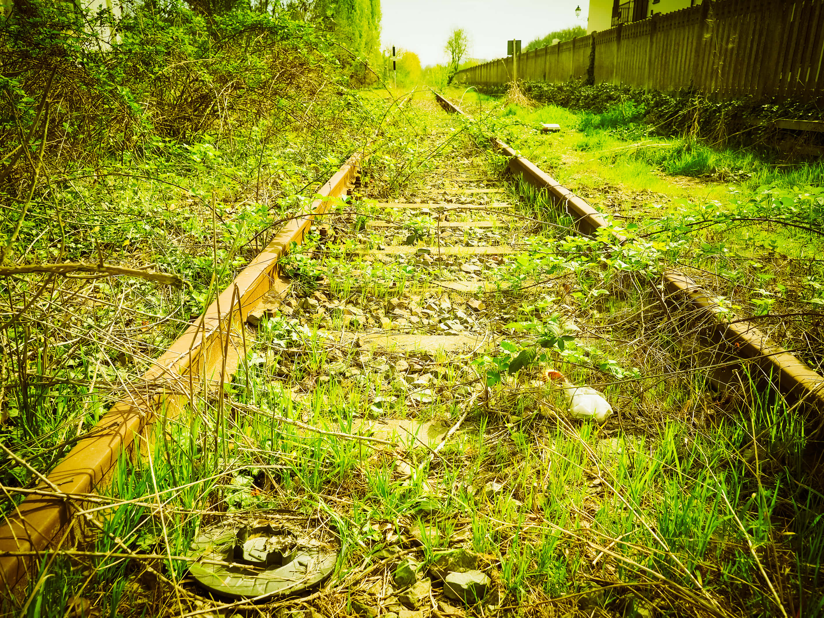 鐵路植被風景 壁紙 — 長滿雜草嘅鐵路軌道喺晴朗天空下消失喺陽光普照嘅綠色雜草同藤蔓叢中。