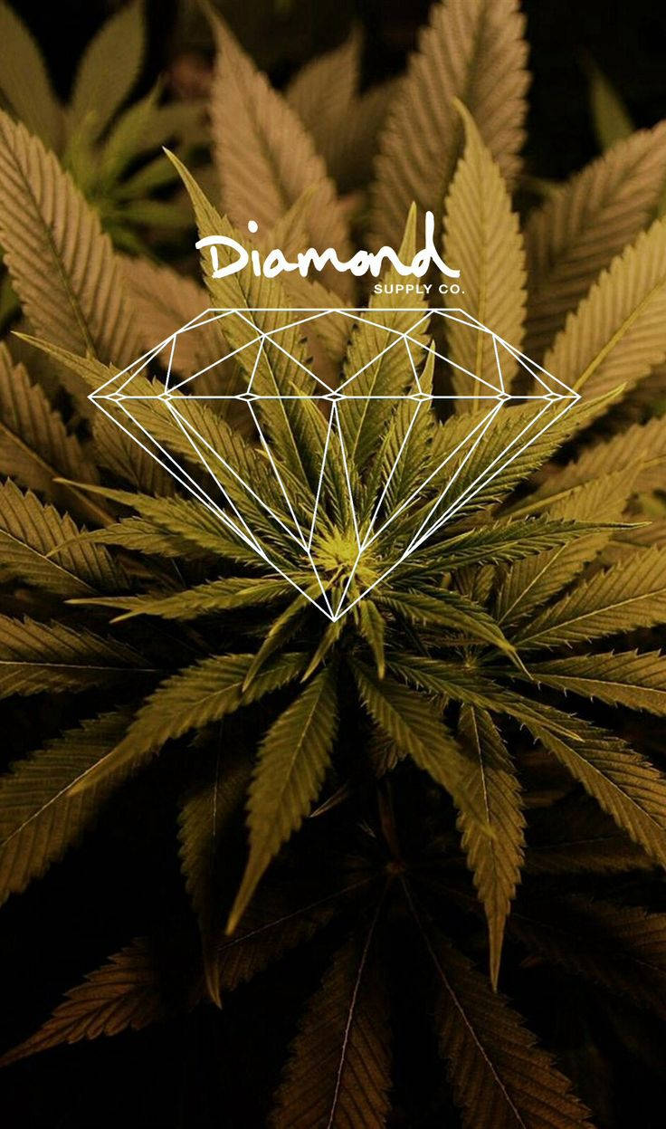 帶有白色鑽石圖形和文字疊加的大麻植物。