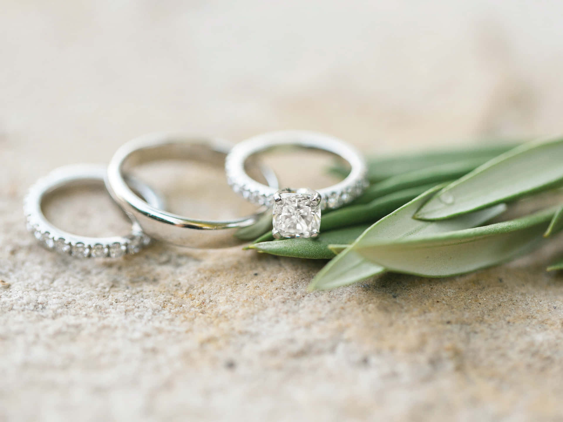 三枚結婚戒指，帶有鑽石和橄欖葉，放在石頭上。