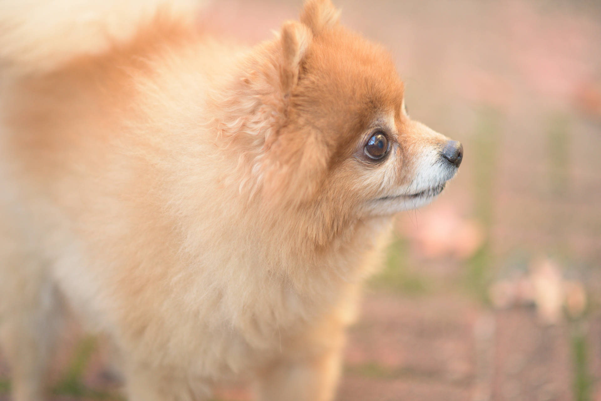 毛茸茸的棕色博美犬在戶外側身站立。
