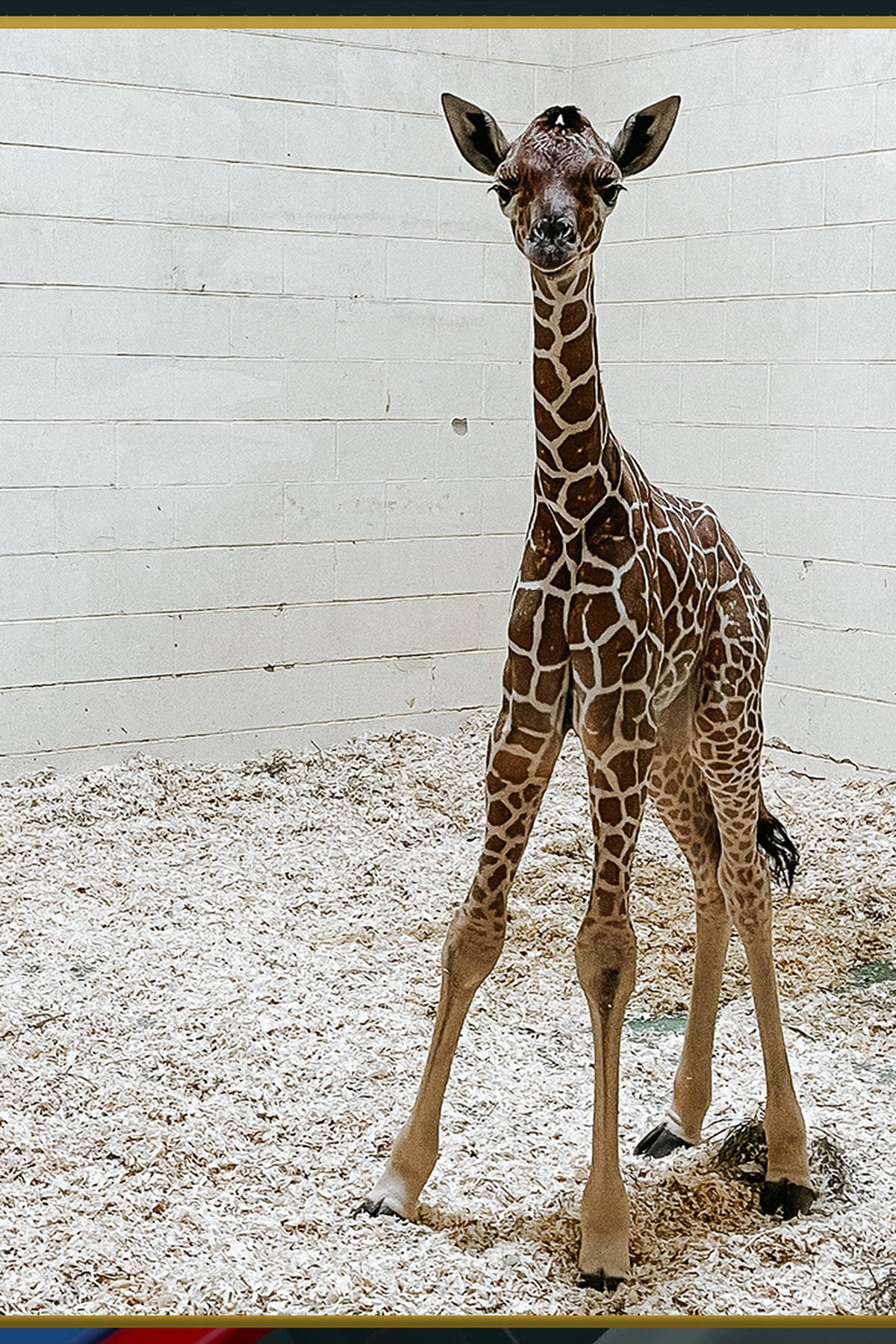 一隻長頸鹿寶寶站在動物園的圍欄內，圍欄有白色牆壁和木屑地板。