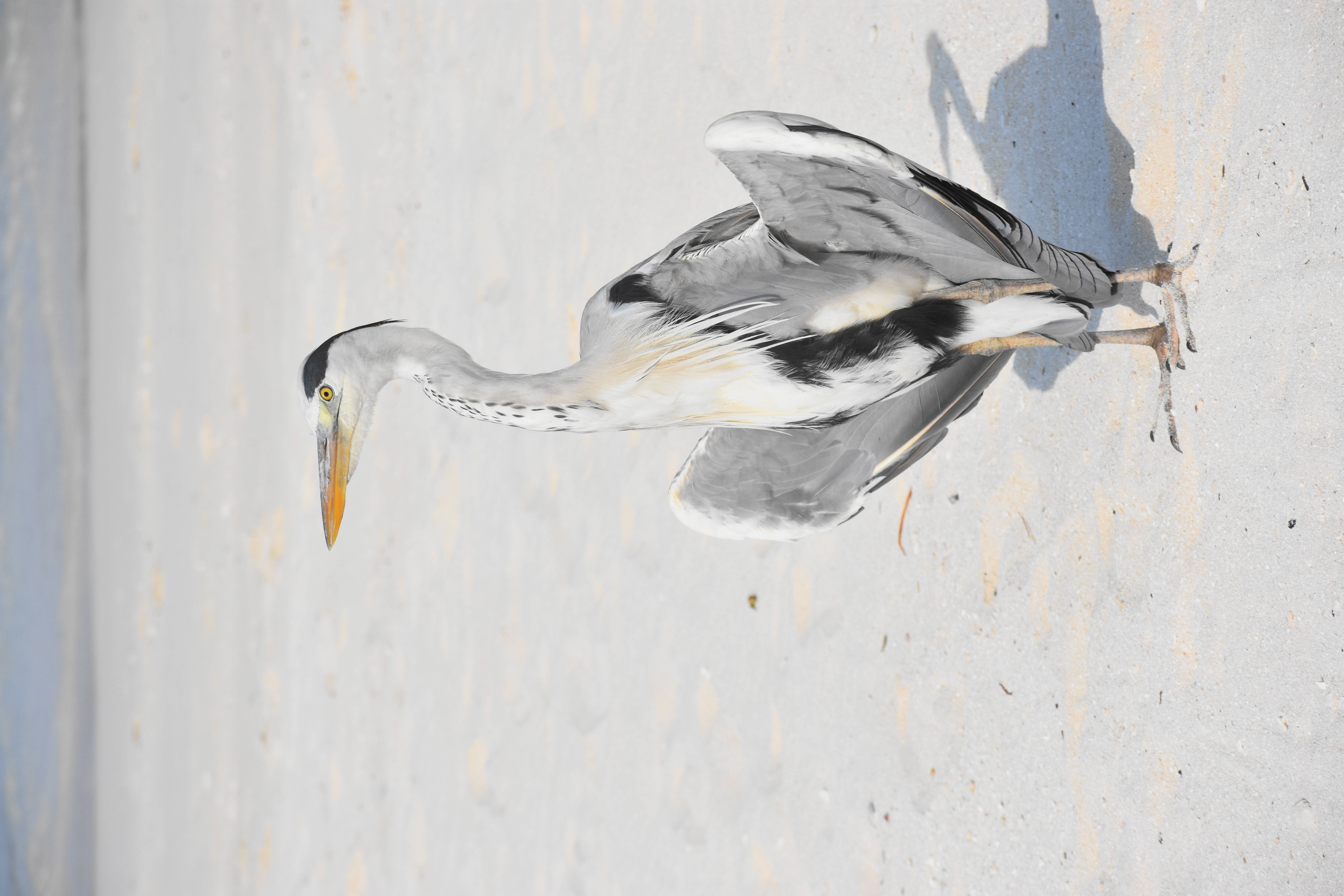 長腿美麗鳥類 壁紙 — 一隻灰色蒼鷺，頭頂黑色，黃色喙，平衡地站在有紋理的混凝土牆上，投下清晰的陰影。