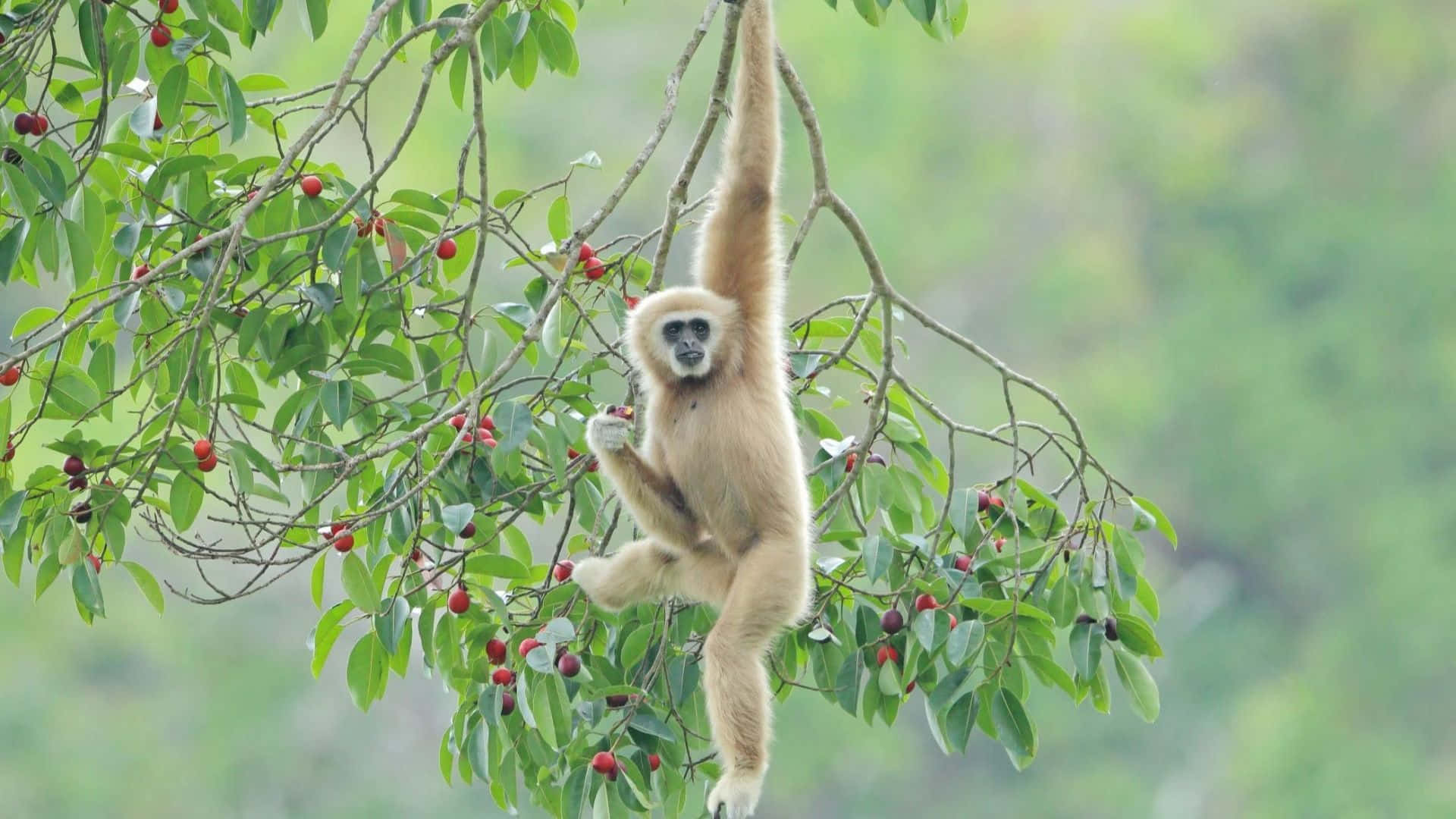 長臂猿緊握樹枝於自然棲息地 壁紙 — 一隻淺色毛髮的長臂猿優雅地懸掛在樹枝上，周圍是茂密的綠葉和一簇簇紅色漿果。
