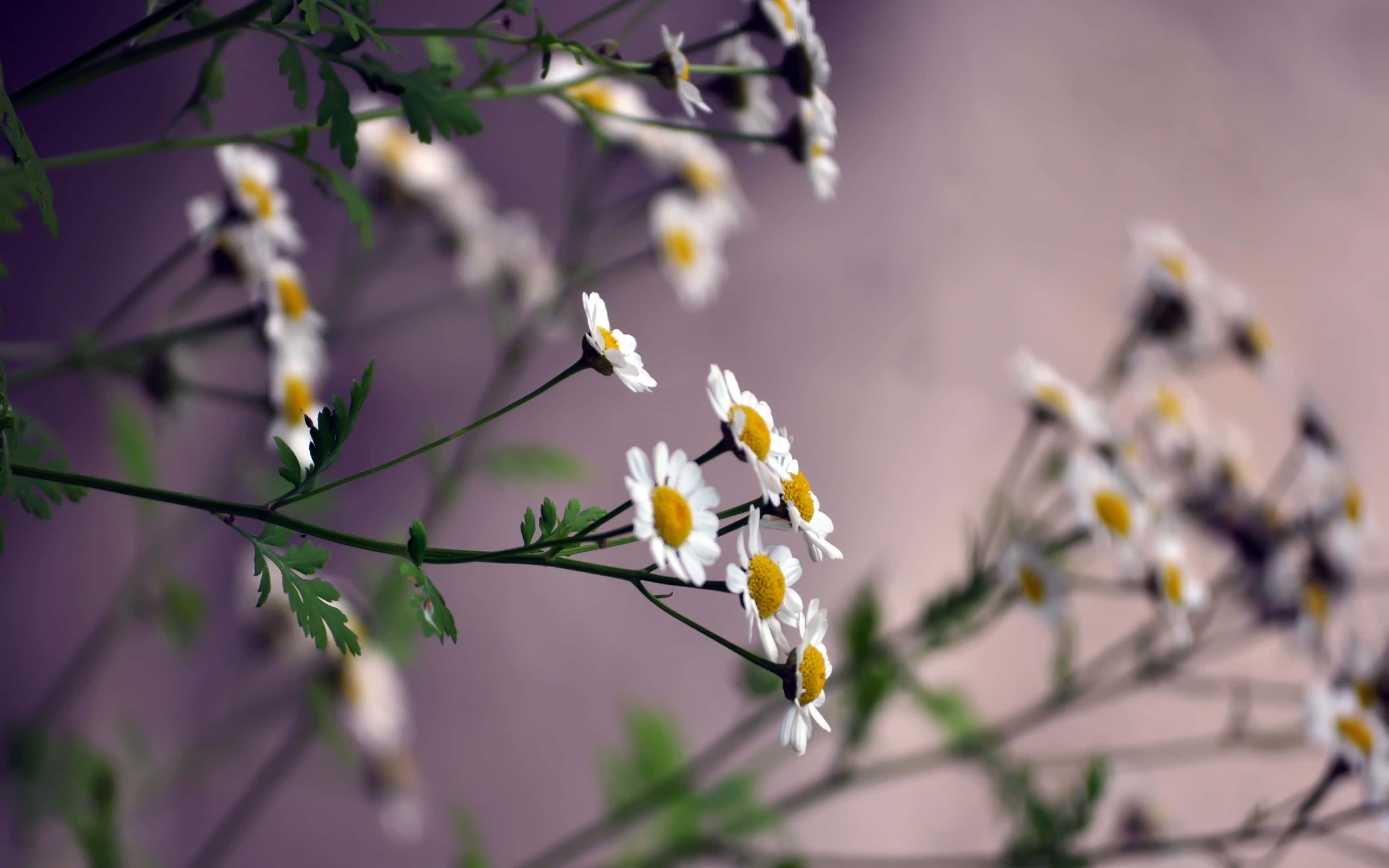 長莖白洋甘菊 4K 花卉背景 壁紙 — 精緻的白色雛菊帶有黃色花心，在纖細的莖上盛開，襯托著柔和的紫色背景。