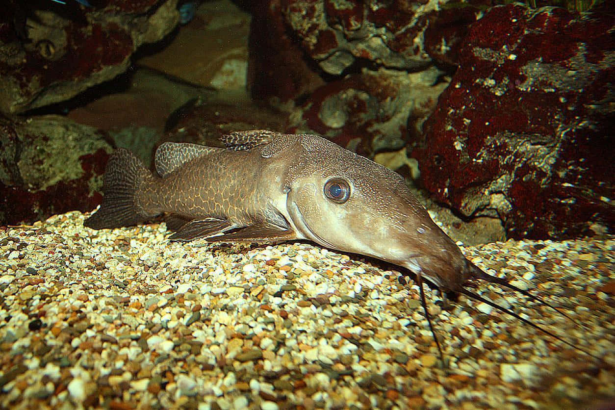 長頸鯰魚 壁紙 — 水族箱內，一條有鬍鬚嘅棕色鯰魚喺碎石上休息，附近係岩石同佈滿藻類嘅牆壁嘅特寫。