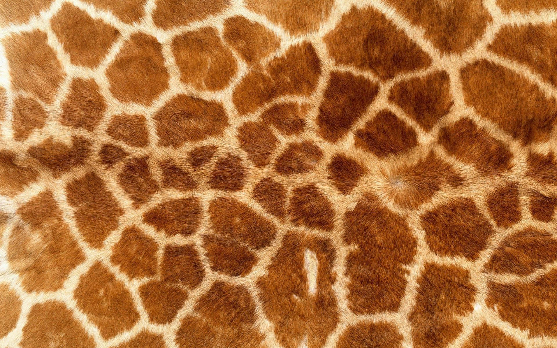 Animal Print 桌布 壁紙 — 長頸鹿皮毛的特寫，顯示出複雜的棕色和奶油色圖案斑塊，帶有可見的毛髮質感。