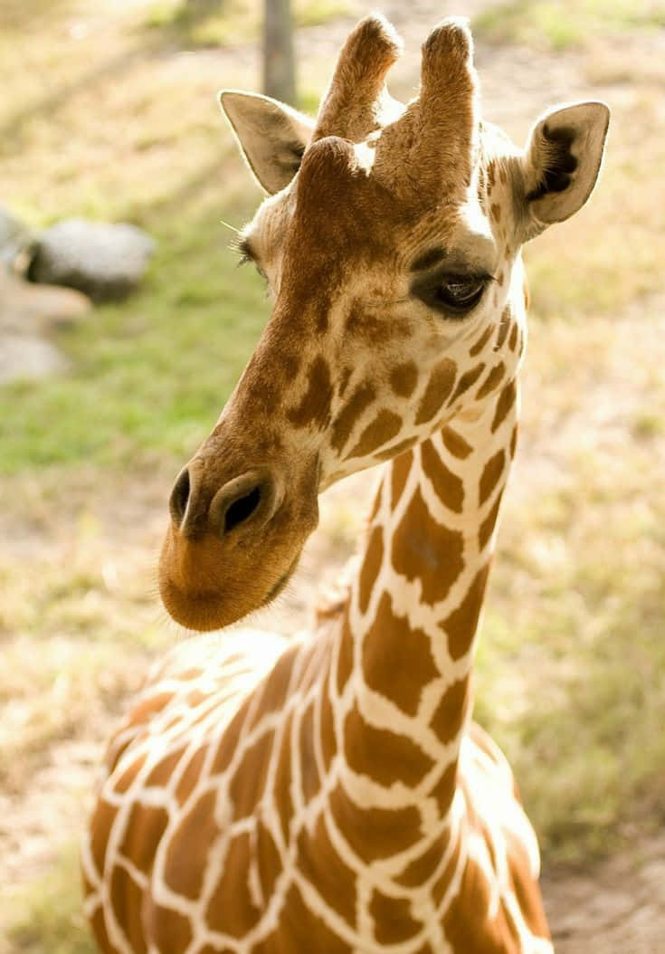 Wildlife Conservation 桌布 壁紙 — 長頸鹿頭部和頸部的特寫，帶有棕色和白色圖案的皮毛，在陽光明媚的草地上直視鏡頭。