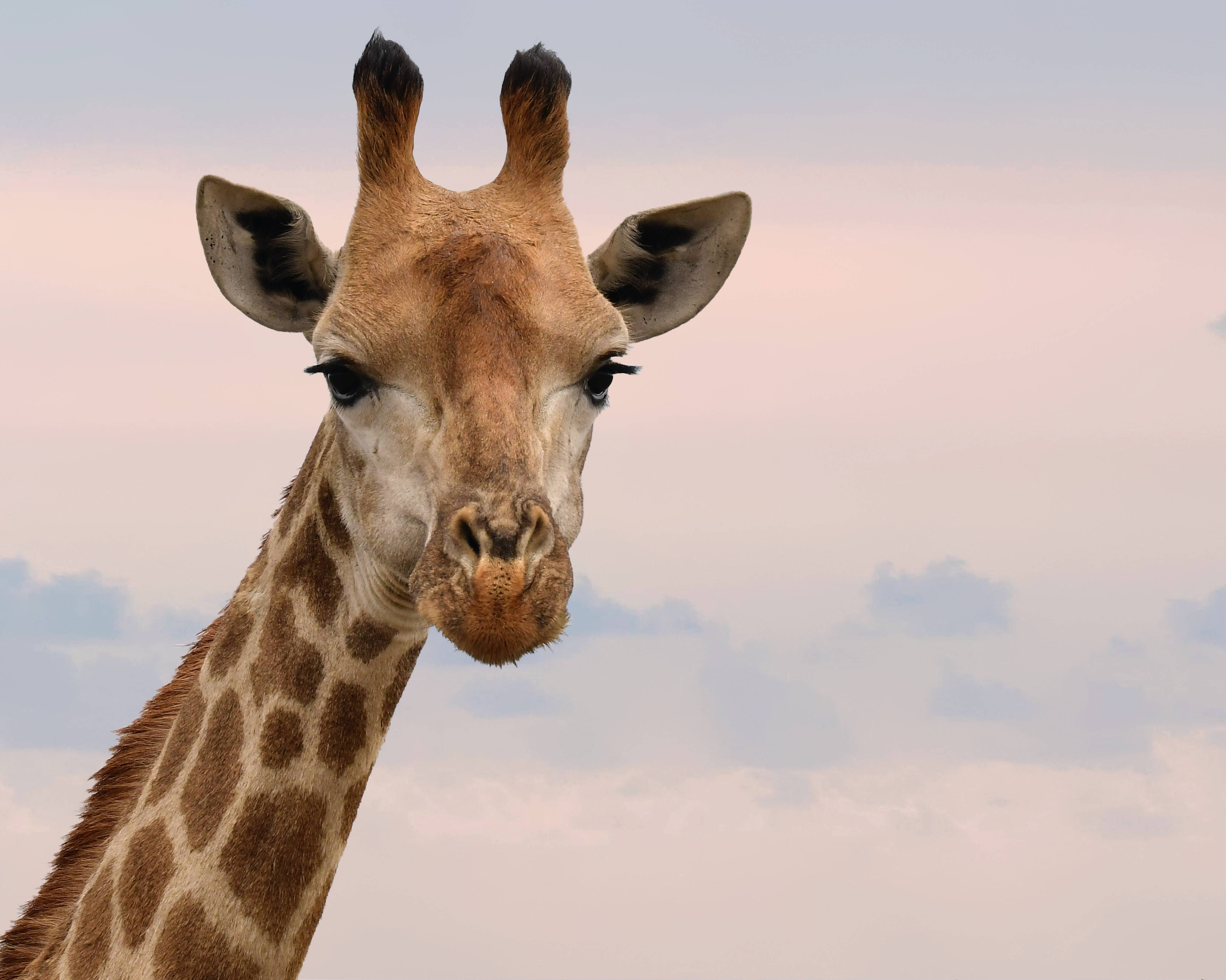 Giraffe 桌布 壁紙 — 長頸鹿頭部和頸部的特寫，背景是柔和的粉紅色和藍色天空，散佈著雲朵。