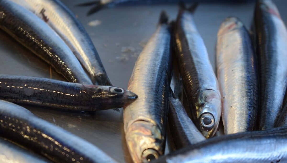  壁紙 — 閃亮銀色沙甸魚的特寫，帶有反光鱗片和圓眼，排列在金屬表面上。