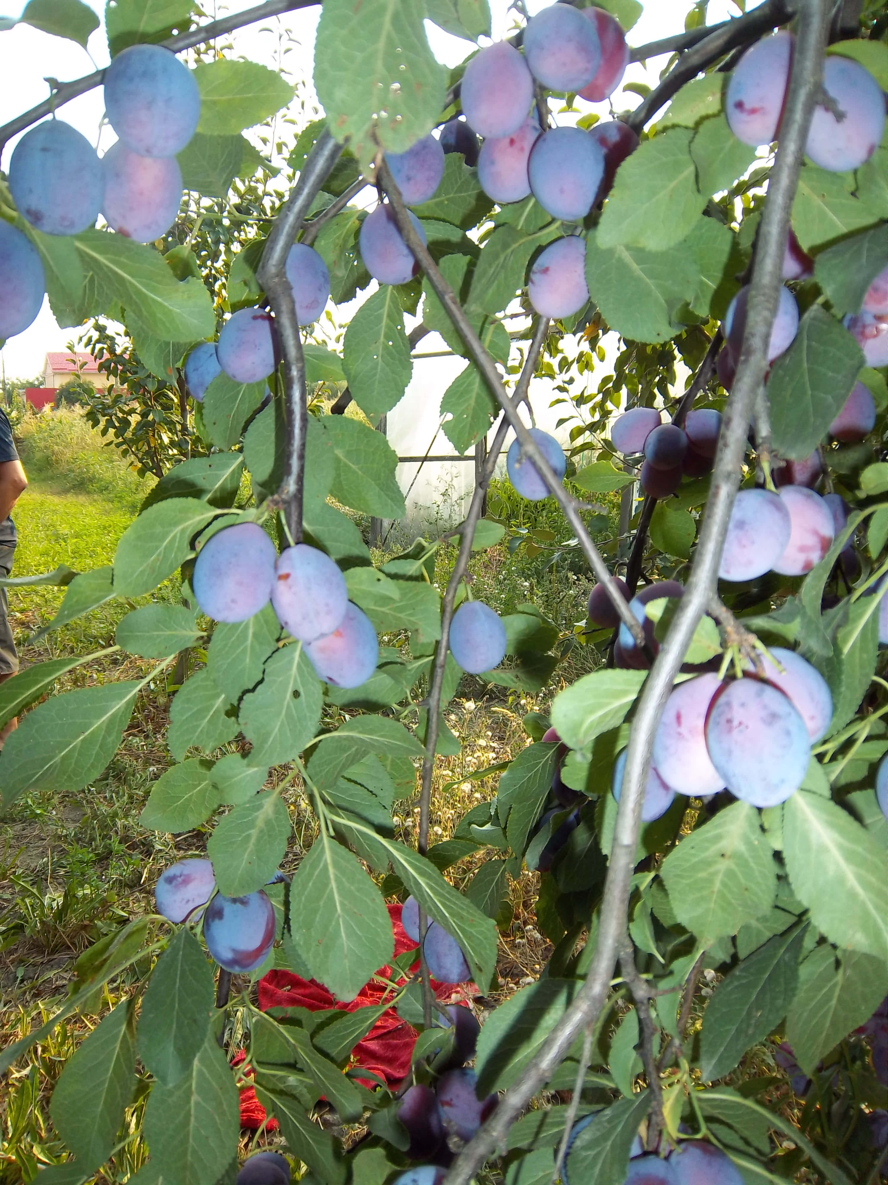 閃光攝影下的紫色黑 plum 壁紙 — 成熟的紫色李子沉甸甸地掛在陽光普照的果園中樹葉茂密的樹枝上，下面有一塊紅布。