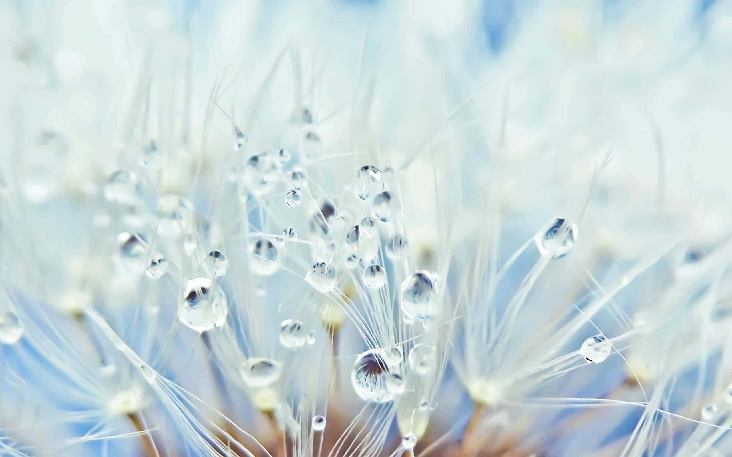 Winter Flowers 桌布 壁紙 — 閃爍的水珠依附在柔軟藍色背景上精緻的白色蒲公英絨毛上。