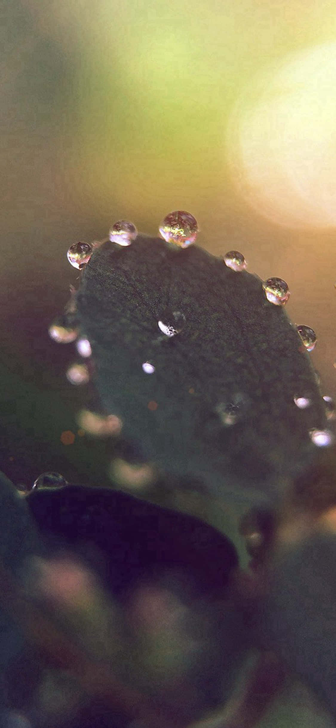 iPhone X Nature 桌布 壁紙 — 閃爍的水珠依附在深色的葉子上，背景是柔和模糊的溫暖金色光線。