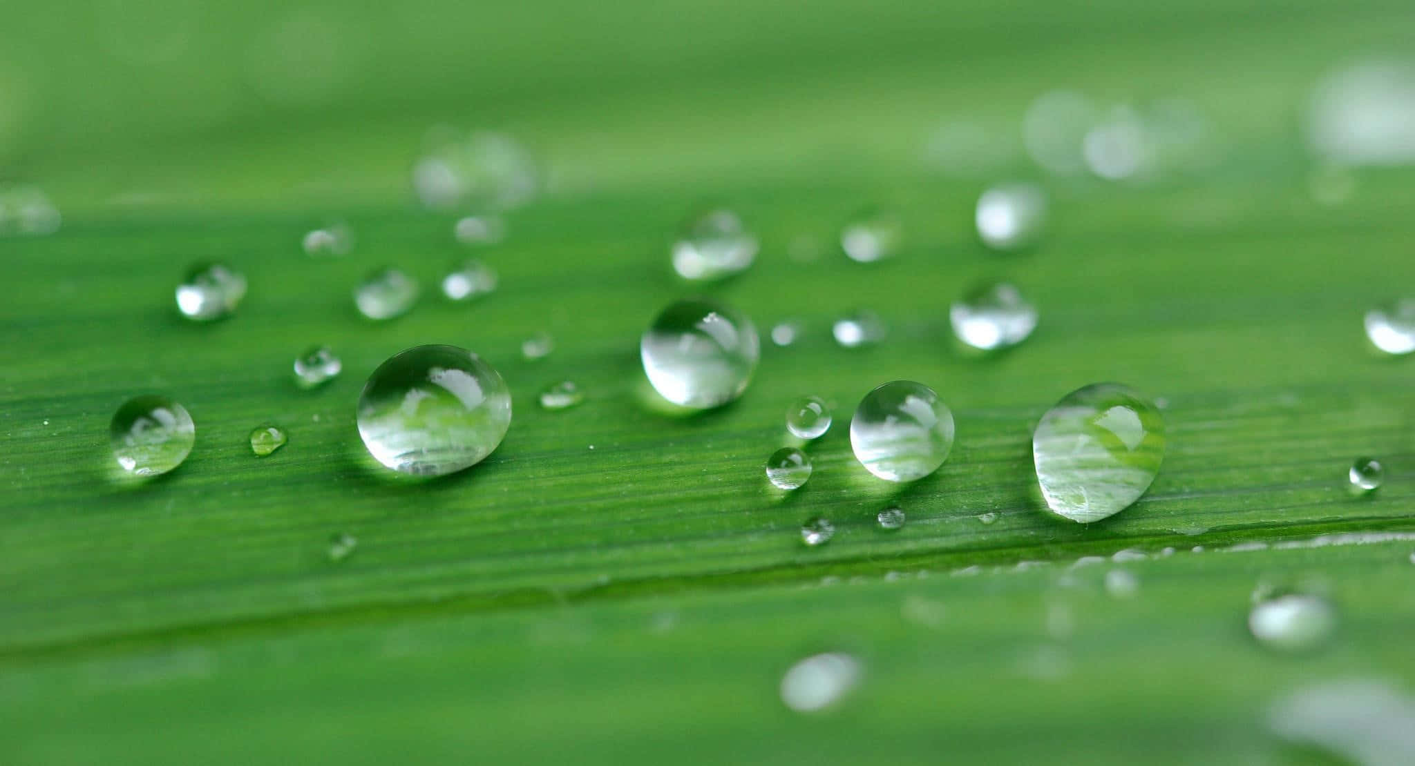 Rainy 桌布 壁紙 — 閃爍的水珠停留在充滿活力的綠葉上，焦點清晰，背景柔和模糊。
