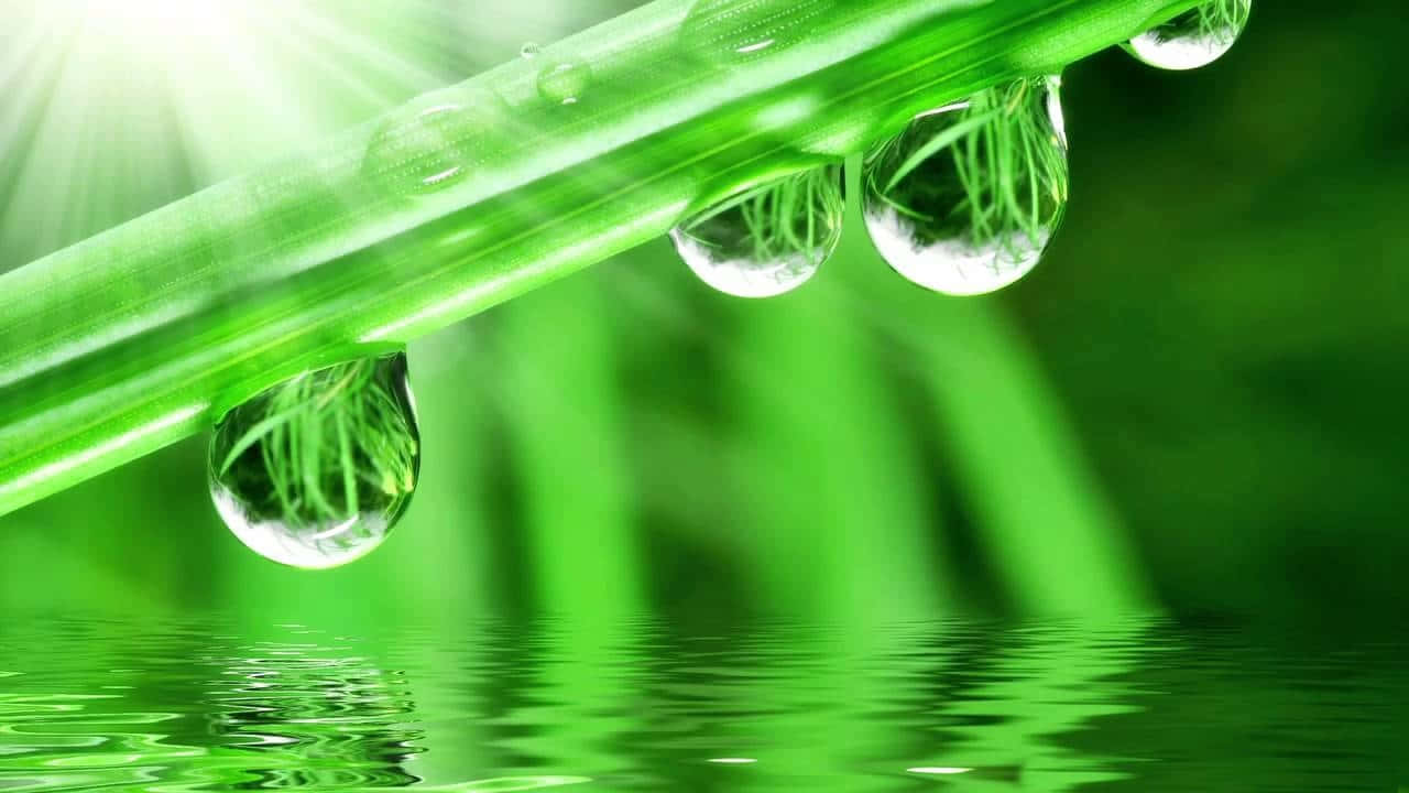 Spring Showers 桌布 壁紙 — 閃爍的水珠懸掛在充滿活力的綠色葉片上，下方是反射表面，陽光穿透而過。