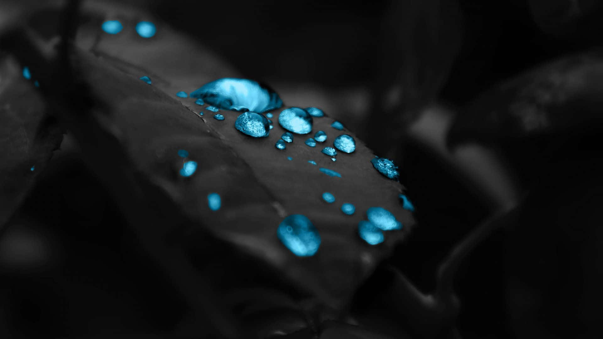 黑色同藍色 桌布 壁紙 — 閃爍的藍色水滴停留在深色葉子上，背景為模糊的黑色。