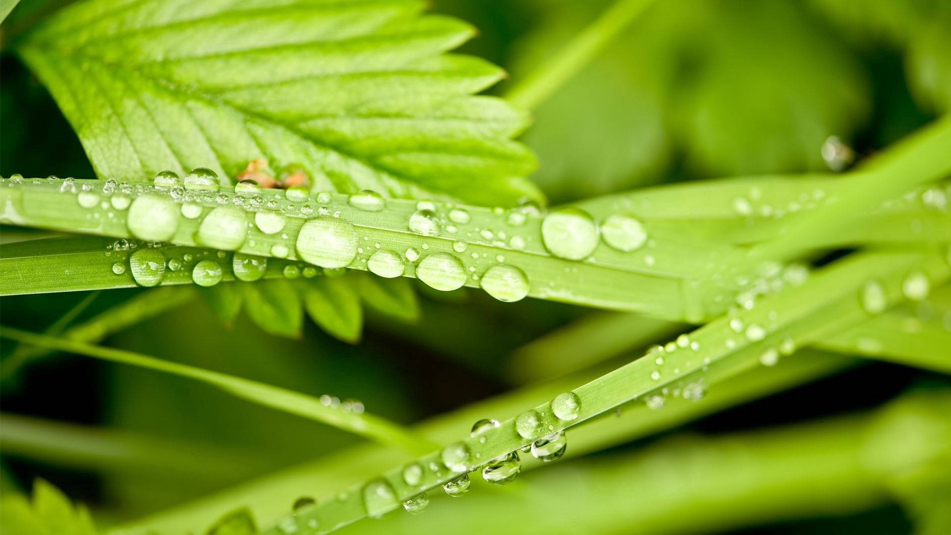 植物 桌布 壁紙 — 閃爍的露珠依附在充滿活力的綠色草葉上，沐浴在柔和的晨光中。