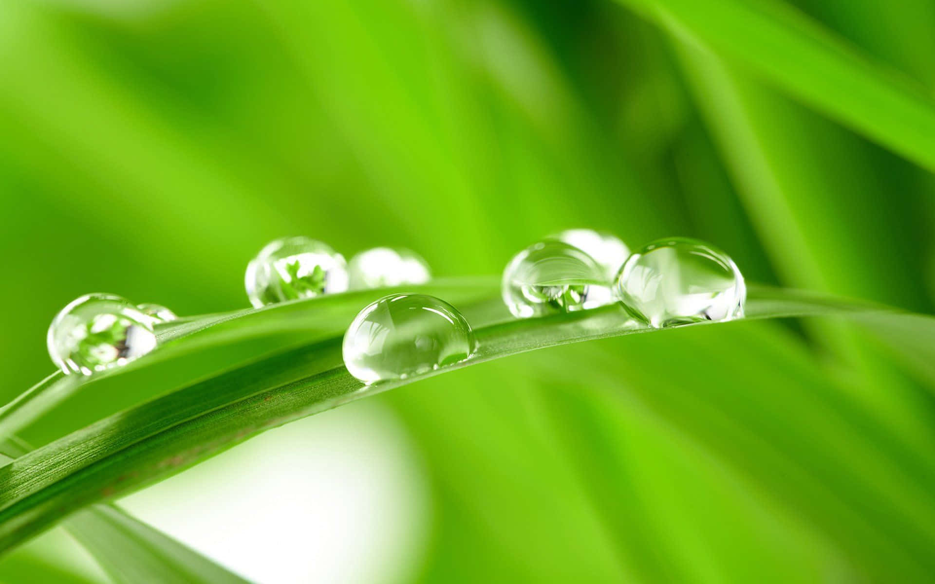 Spring Grass 桌布 壁紙 — 閃爍的露珠依附在充滿活力的綠色草葉上，沐浴在柔和的晨光中。