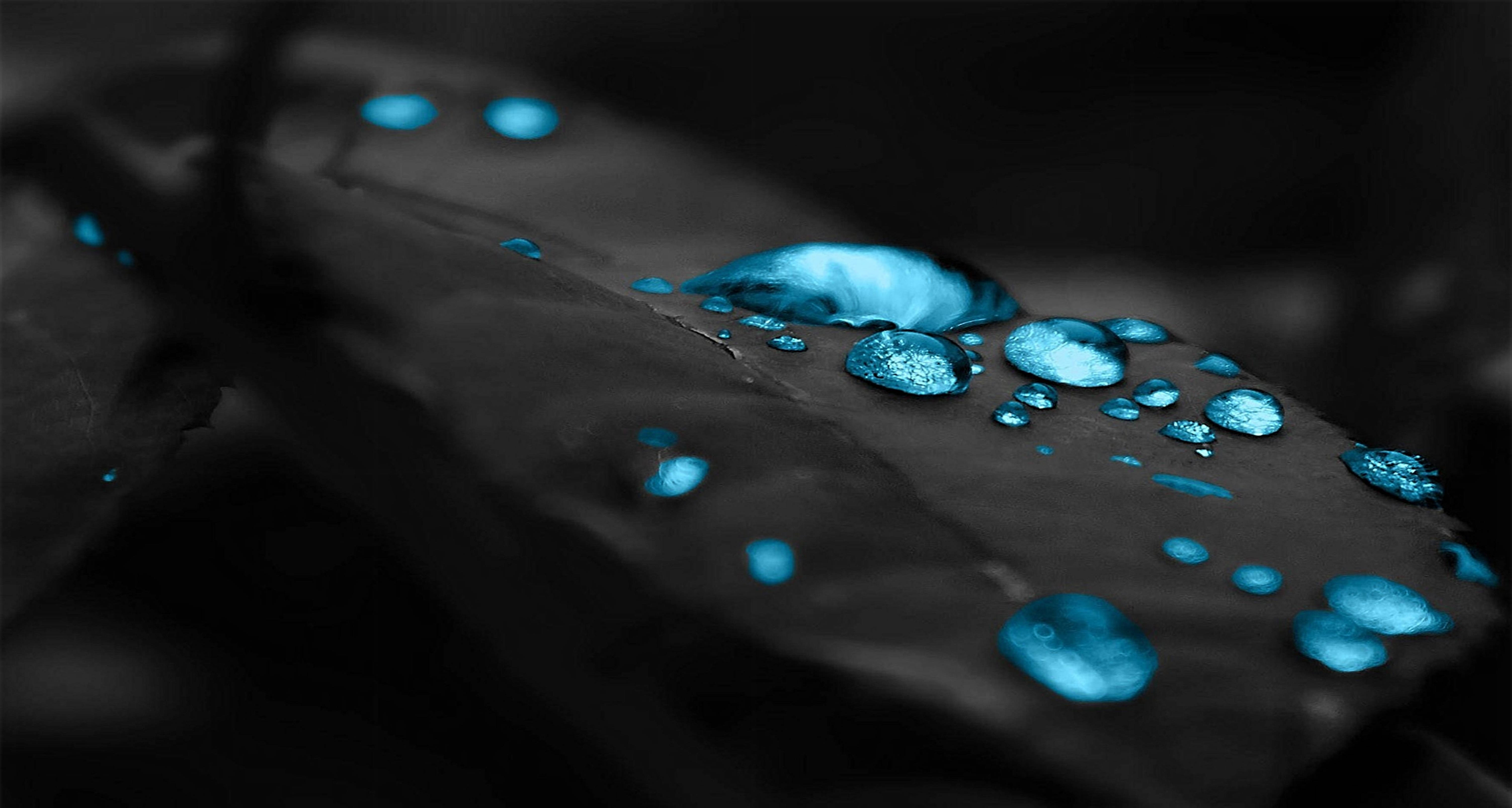drop 桌布 壁紙 — 閃爍的青色水滴停留在深色葉片上，形成高對比度的單色構圖。