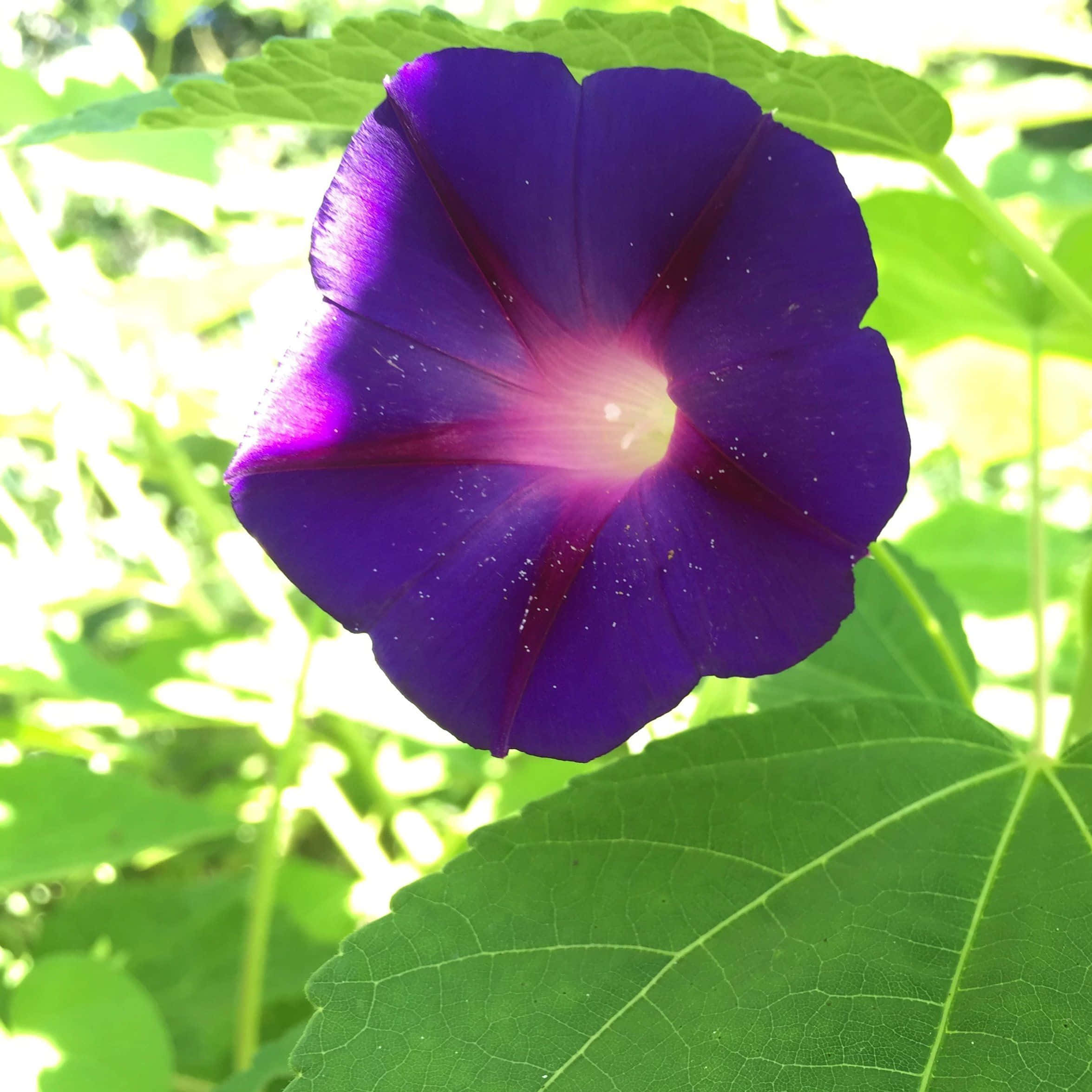 閃耀的美麗紫色花朵 壁紙 — 一朵鮮豔的紫色牽牛花在沐浴著明亮陽光的茂密綠葉背景下盛開。