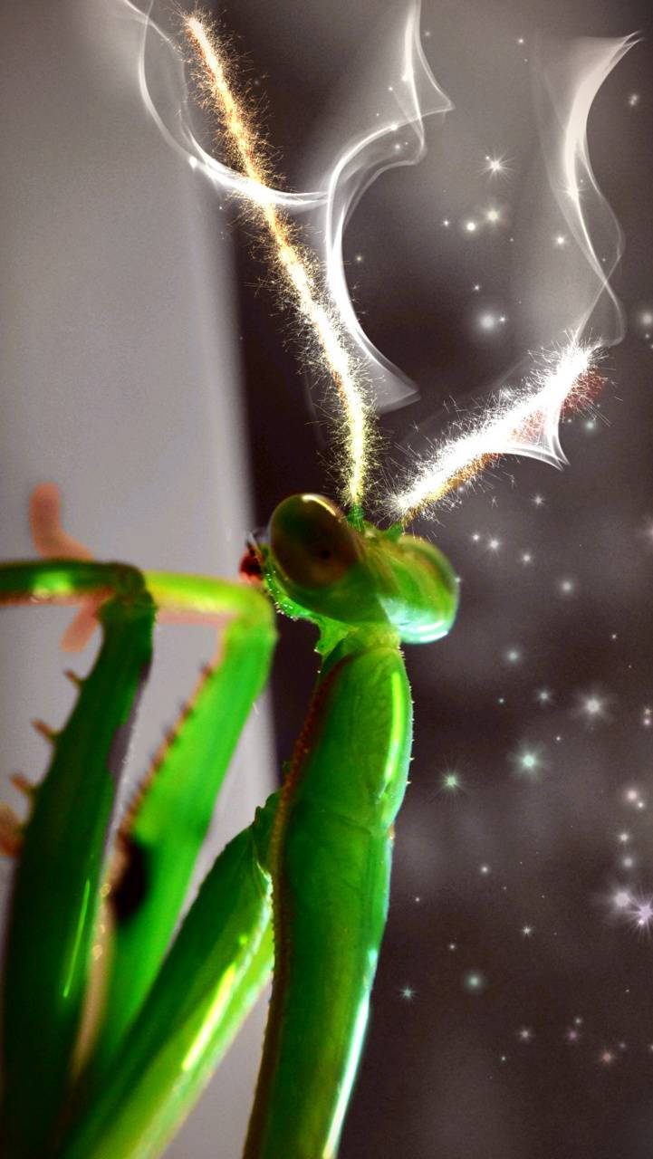 閃耀藝術螳螂 壁紙 — 一隻充滿活力的綠色螳螂在繁星點點的黑暗背景下散發出發光的金色煙霧痕跡。