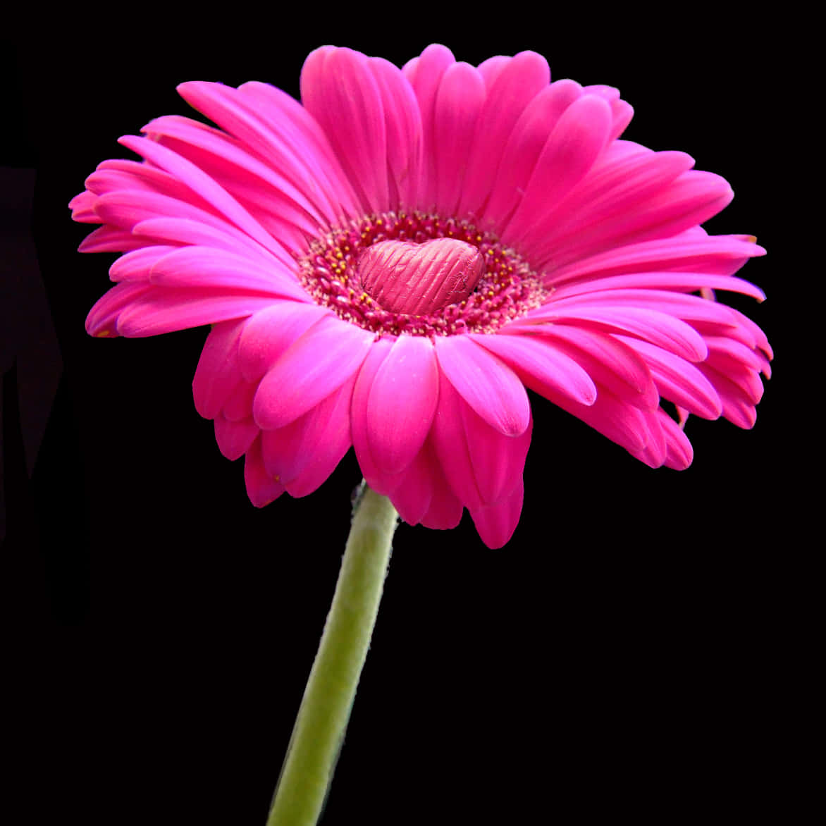 閃耀雛菊花圖 壁紙 — 一朵鮮豔的粉紅色非洲菊雛菊，帶有心形花心，在純黑背景下盛開。