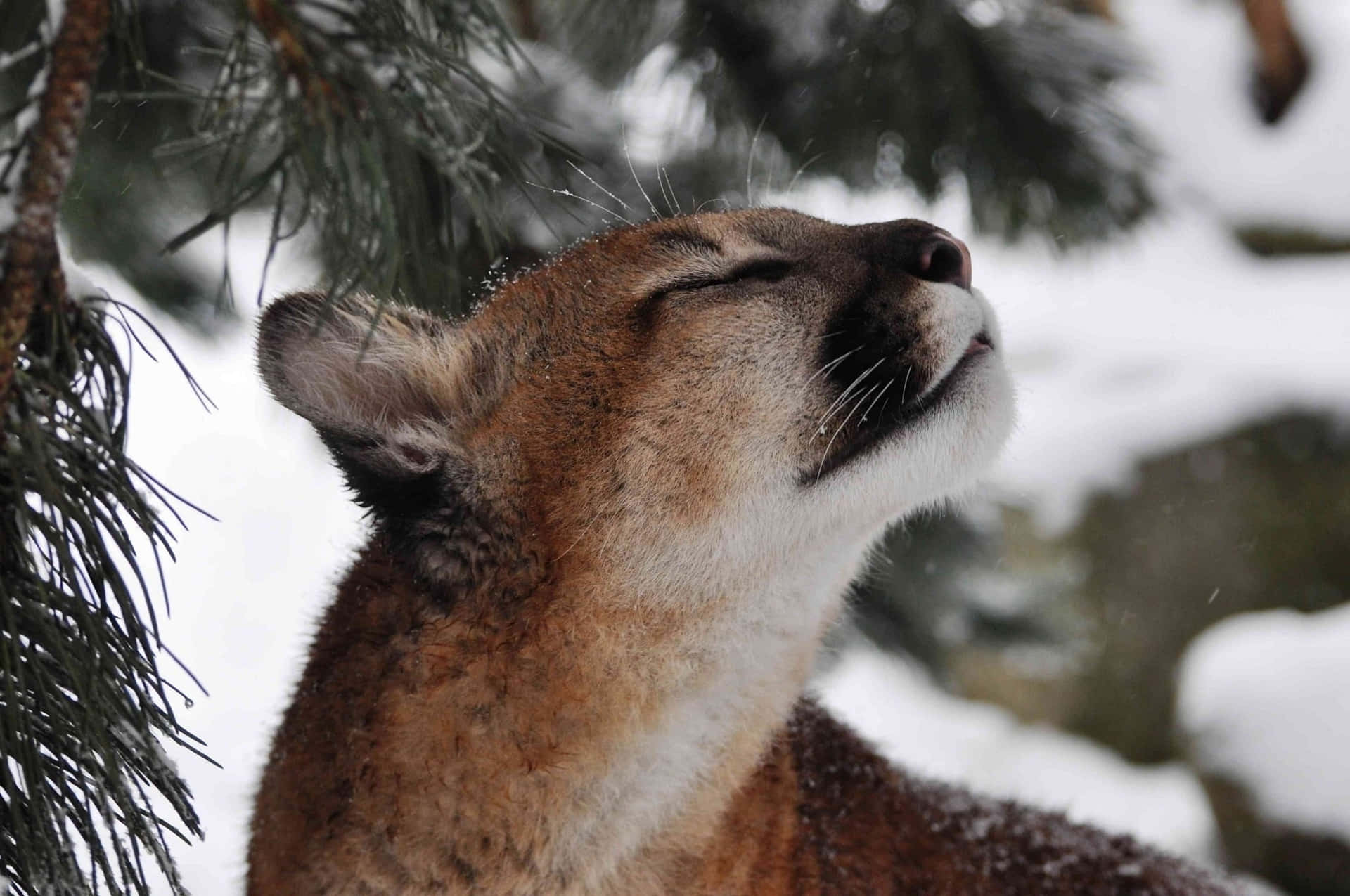 一隻美洲獅在白雪覆蓋的松樹林中閉上眼睛享受下雪。