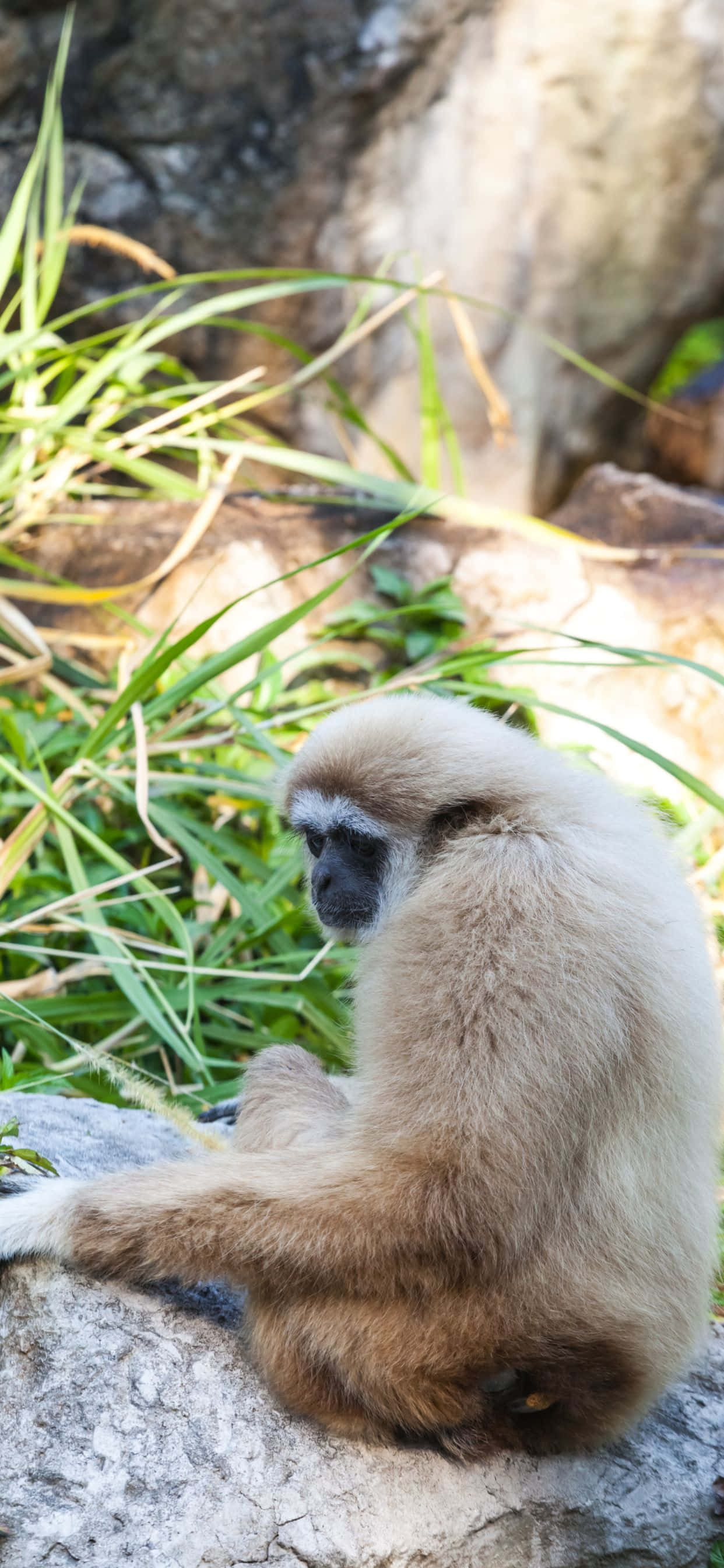 開啟 Gibbon Xs Max，體驗沉浸式手機體驗 壁紙 — 一隻白面長臂猿平靜地坐在陽光普照嘅岩石上，周圍係茂密嘅綠草同模糊嘅岩石背景。