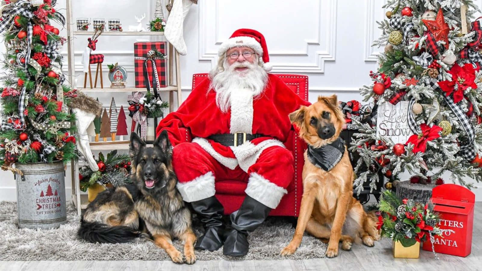 聖誕老人與兩隻德國牧羊犬，被聖誕裝飾包圍。