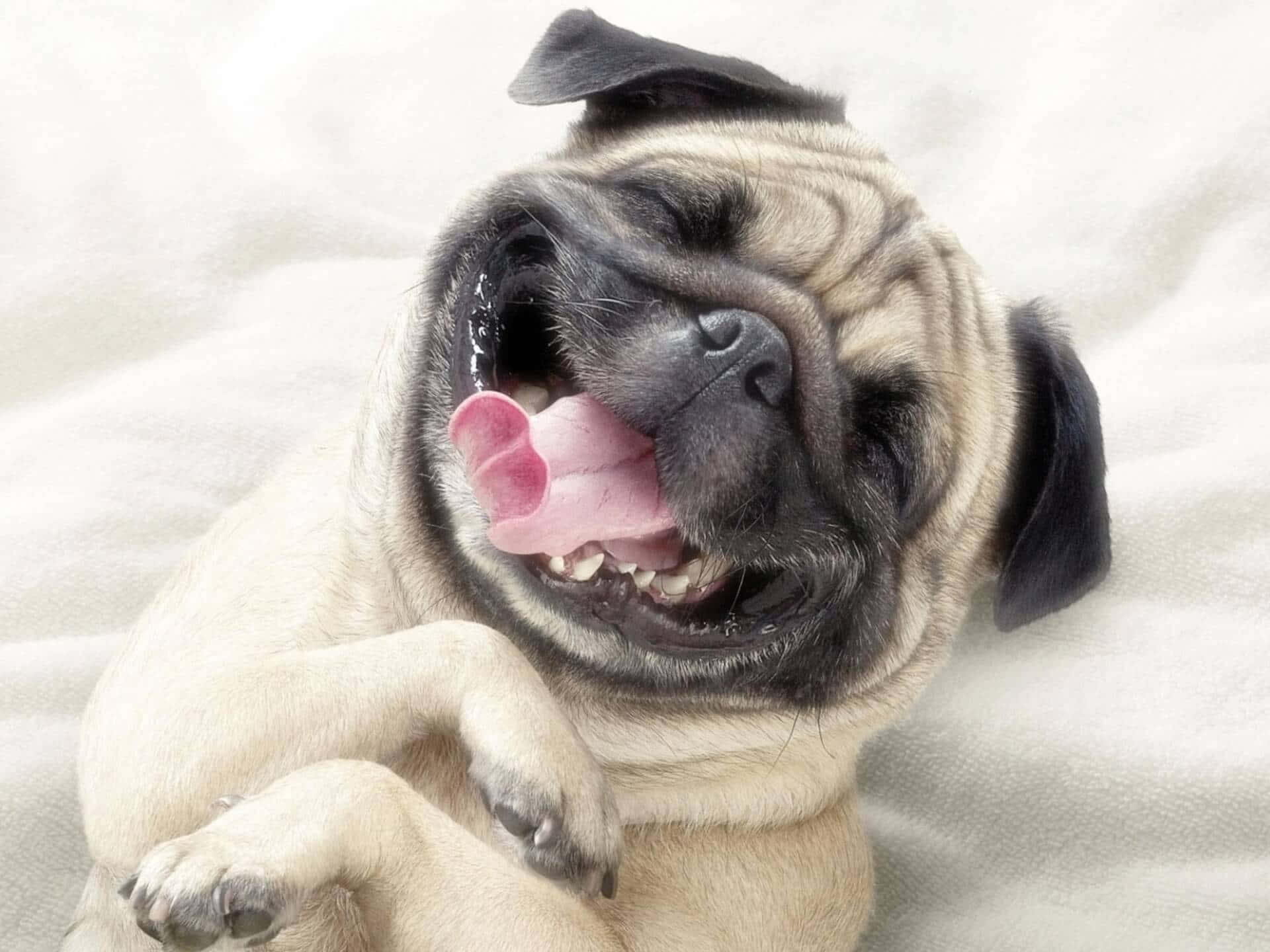 開心吐舌的搞笑鬥牛犬圖 壁紙 — 一隻開心的八哥犬躺在柔軟的白色毛毯上，張開嘴巴伸出舌頭，露出喜悅的表情。