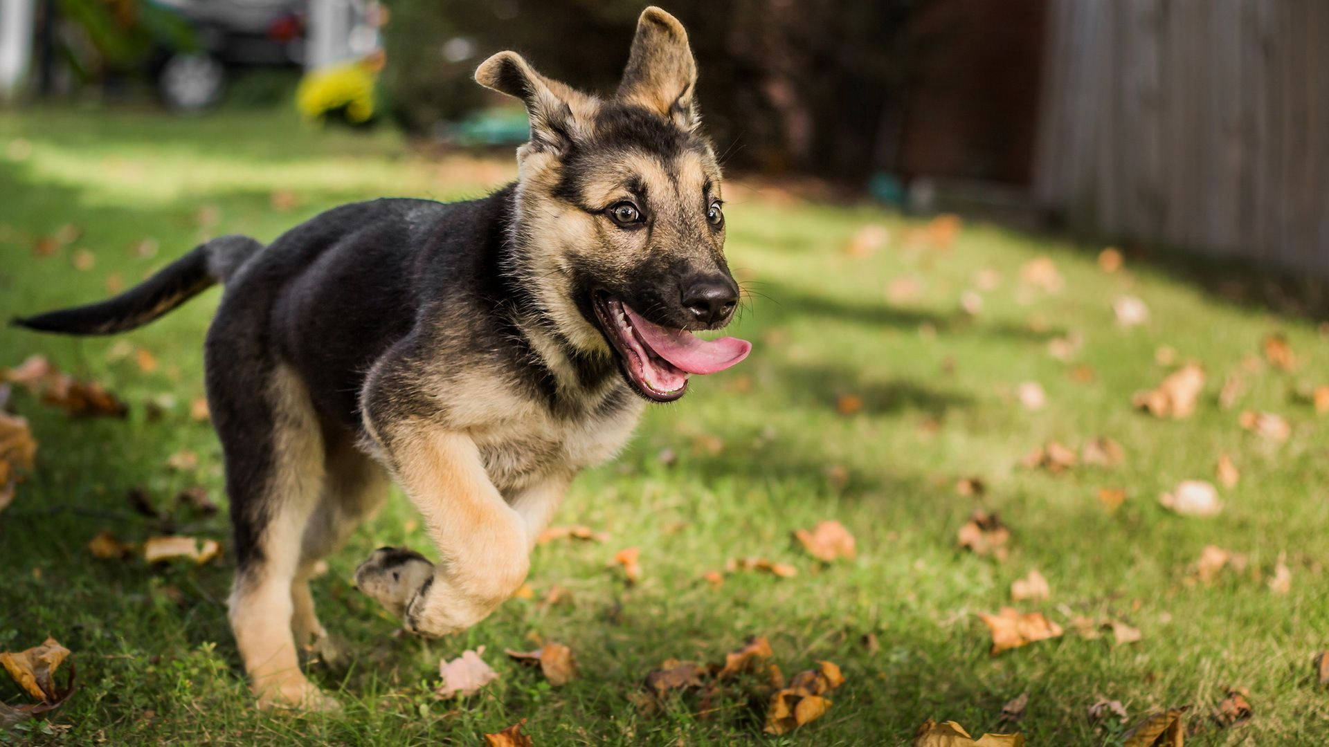 開心德國牧羊犬幼犬 壁紙 — 一隻快樂的德國牧羊犬幼犬在陽光明媚、散落著秋天落葉的草地上奔跑。