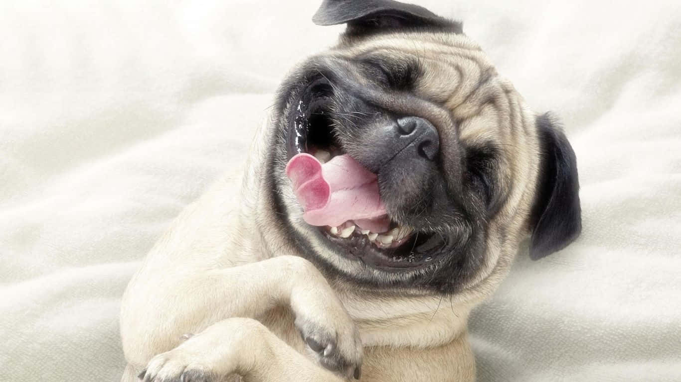 一隻快樂的巴哥犬幼犬伸出舌頭在白色毯子上休息。
