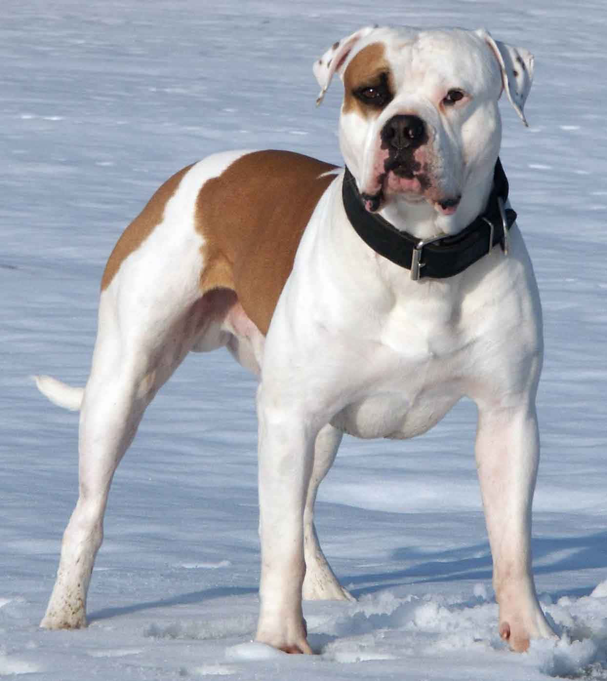 一隻肌肉發達的白色和棕色鬥牛犬戴著黑色項圈站在深雪中。