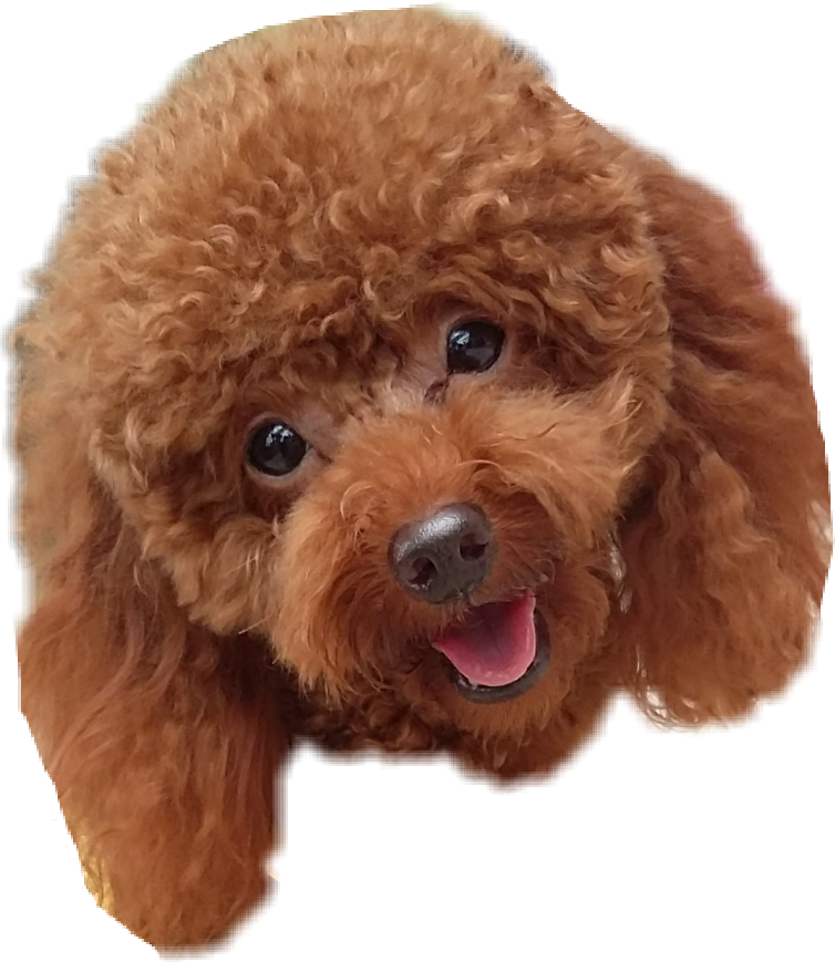 開心紅貴賓犬肖像 壁紙 — 一隻毛茸茸的紅棕色貴賓犬幼犬特寫，深色眼睛，張開嘴巴，開心地向上看。