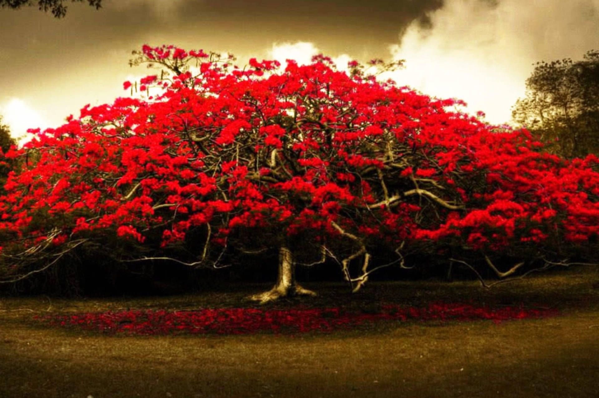 一棵樹上開滿紅花，花瓣散落在地上，天空多雲。