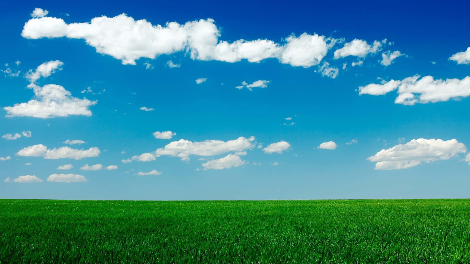 開闊草地與天空背景 壁紙 — 廣闊的翠綠色草地延伸至明亮的藍天，點綴著蓬鬆的白雲。