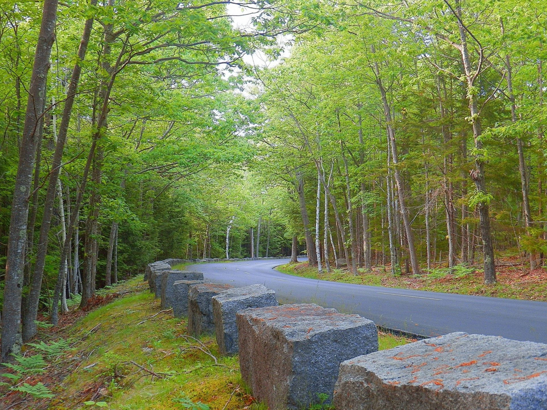 蜿蜒的森林道路，有石頭屏障和茂密的綠樹