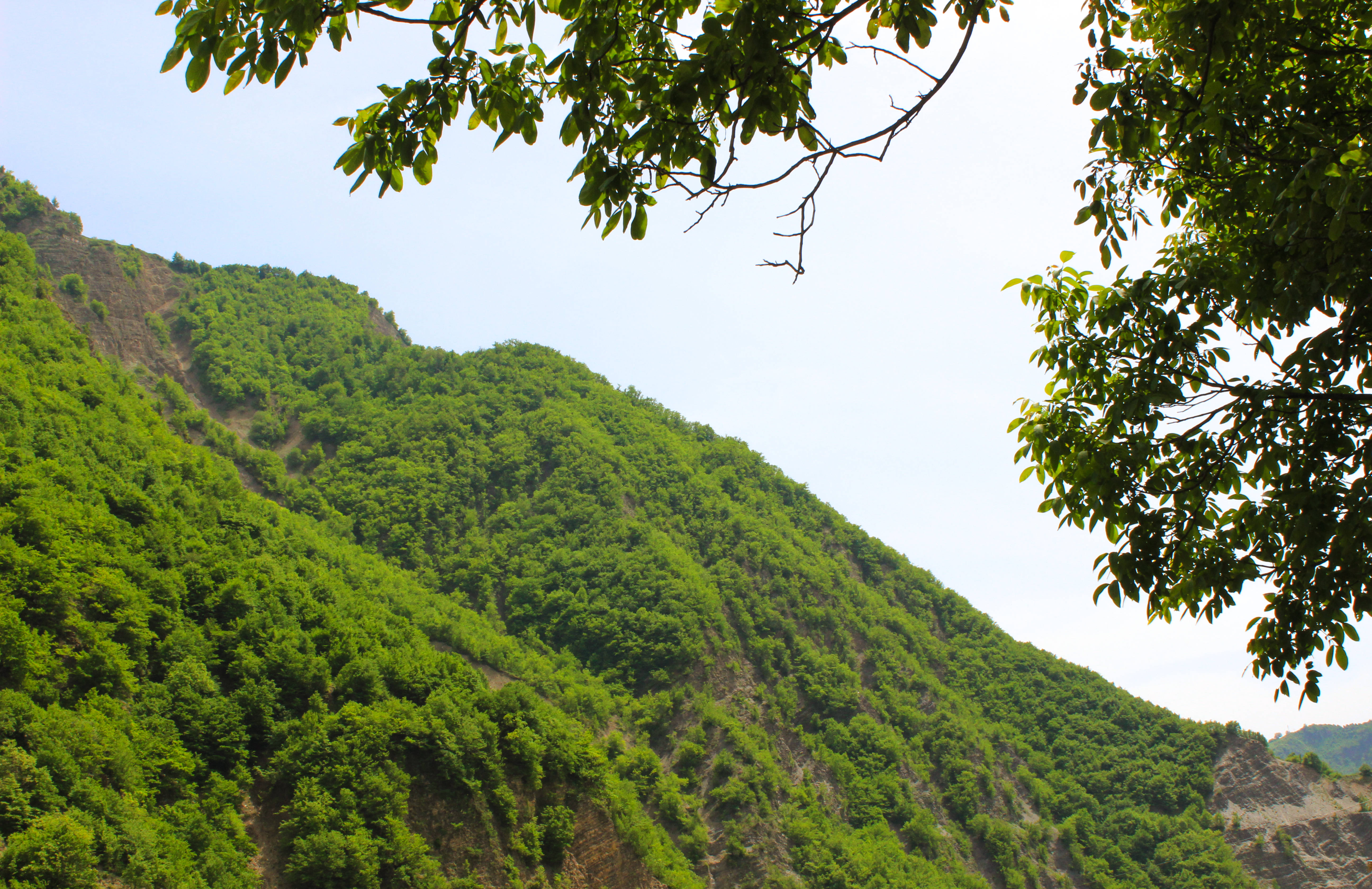 阿塞拜疆綠色山峰 壁紙 — 喺明亮天空下，穿過懸垂嘅樹枝睇到嘅茂密綠色森林山坡。