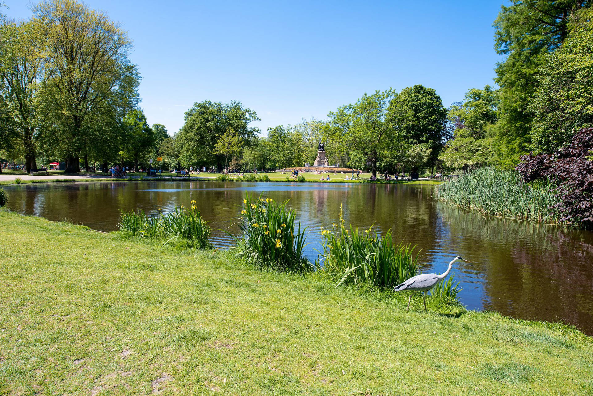 蒼鷺站在陽光普照的公園池塘附近的草地上，背景有樹木和人。