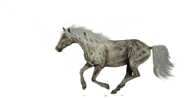 阿帕盧薩馬奔馳中 壁紙