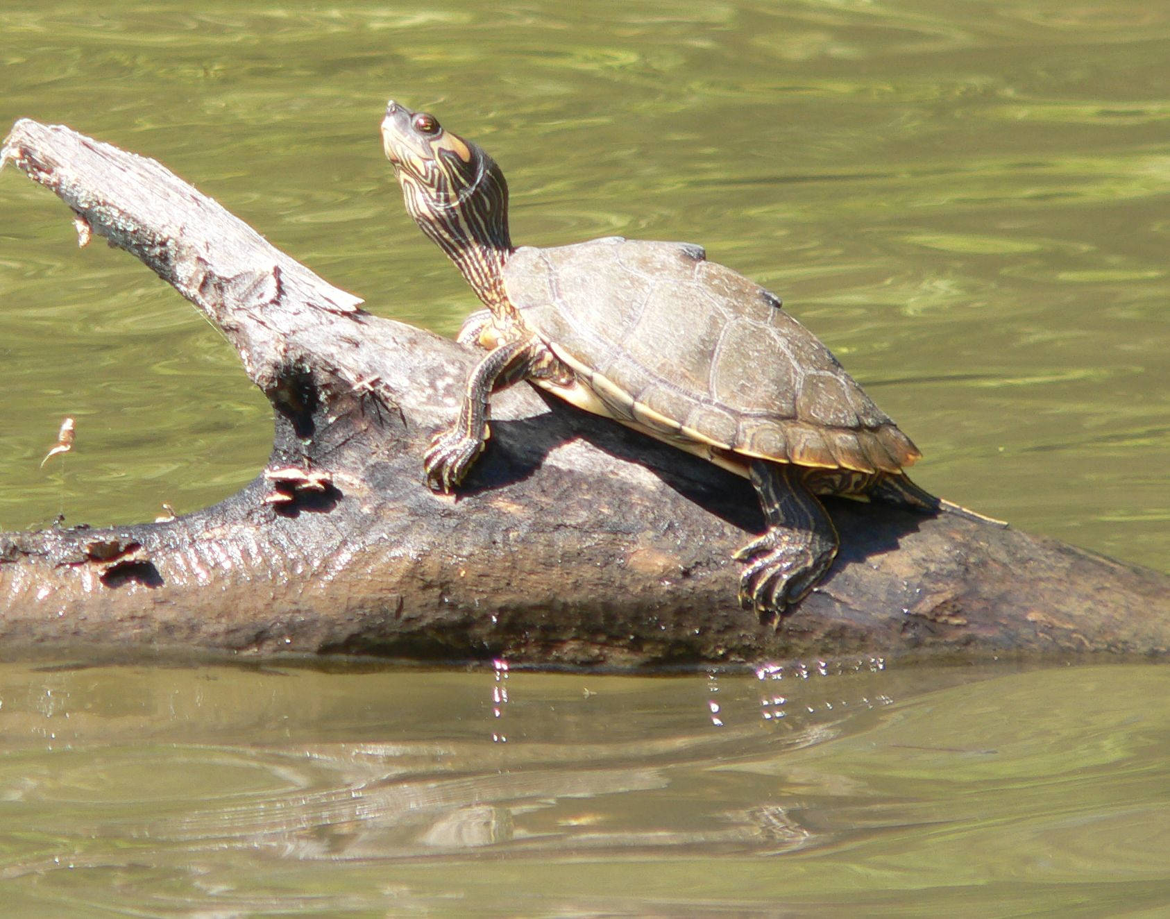 阿拉巴馬地圖龜騎在浮木上 壁紙 — 一隻彩繪龜在陽光明媚的木頭上曬太陽，木頭漂浮在平靜的綠色水中。