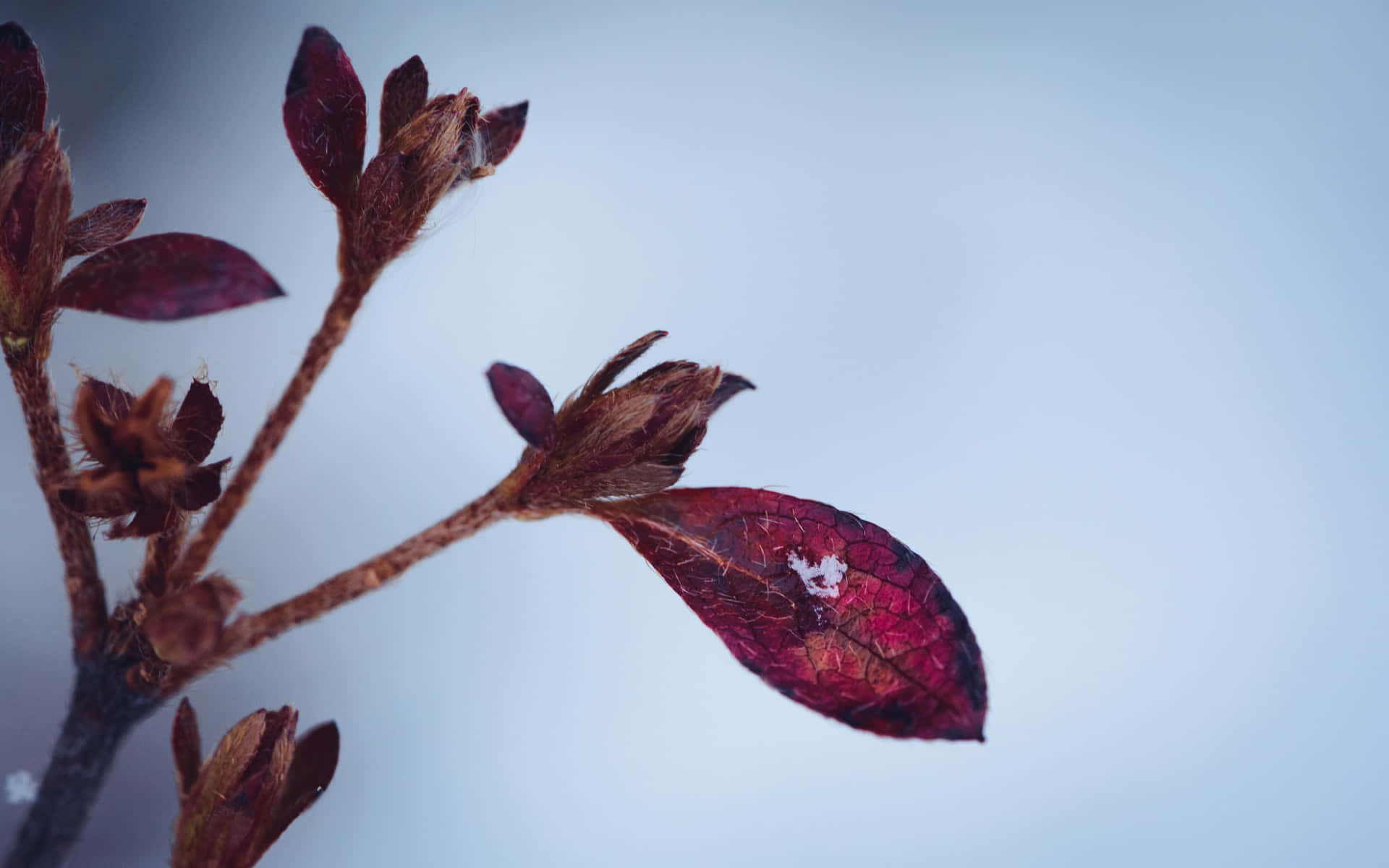 深紅葉子沾滿霜，映襯著淡藍冬日天空。