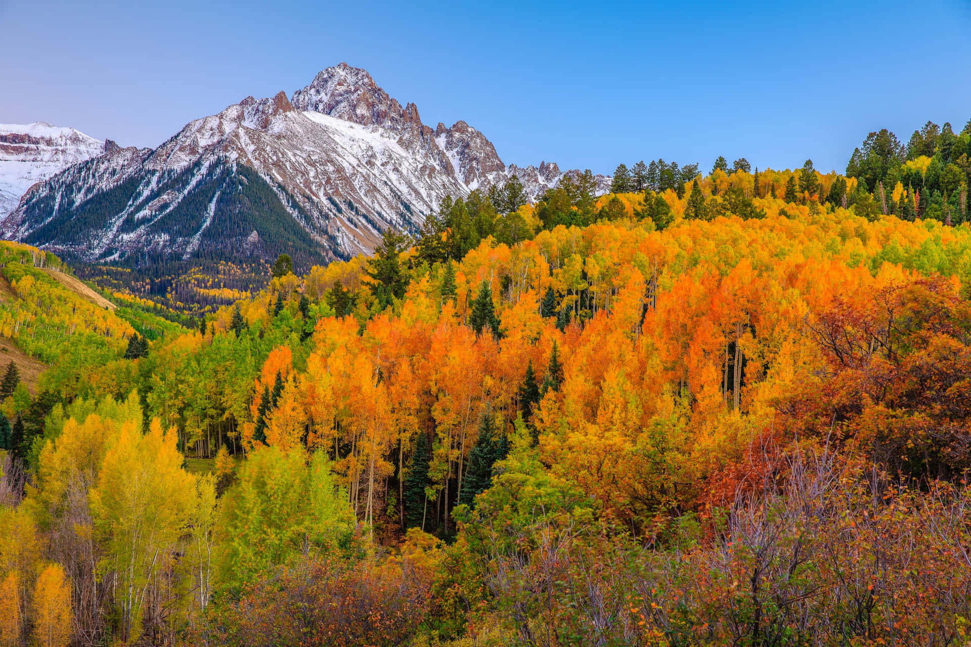 白雪覆蓋的山峰在清澈的藍天下，從一片金色的秋日白楊樹林後方升起。
