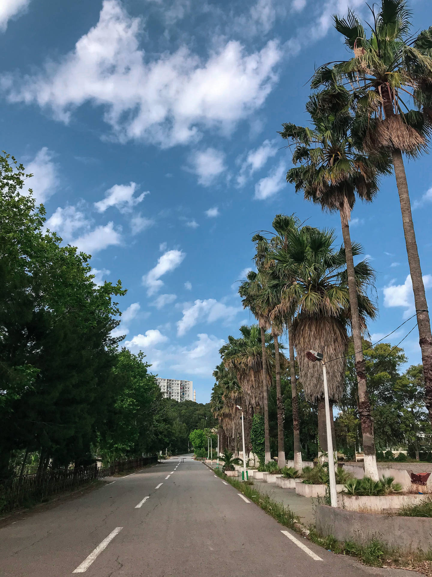 棕櫚樹成蔭的道路，在明亮的藍天下有蓬鬆的白雲。