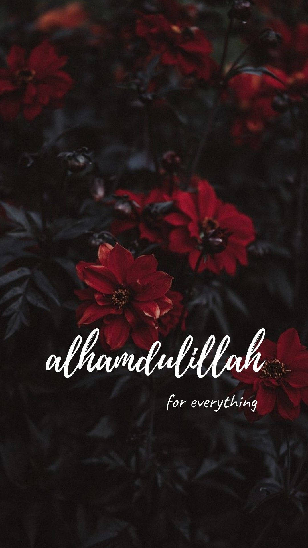 紅色大理花搭配深色葉片，白色手寫文字寫著 alhamdulillah for everything