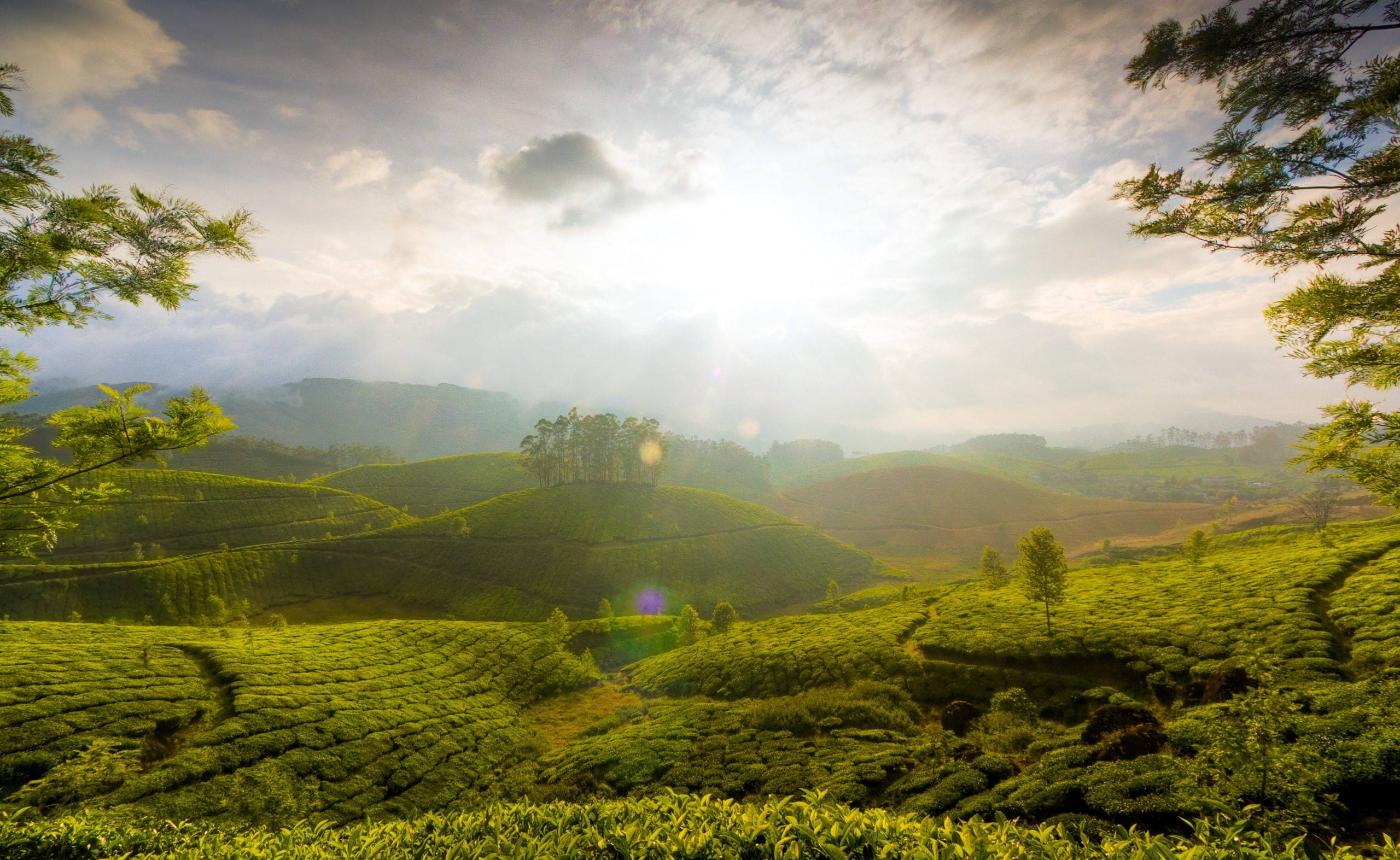 阿薩姆綠色山丘茶園 壁紙 — 陽光穿過雲層，灑落在被樹枝環繞的起伏綠色茶園上。