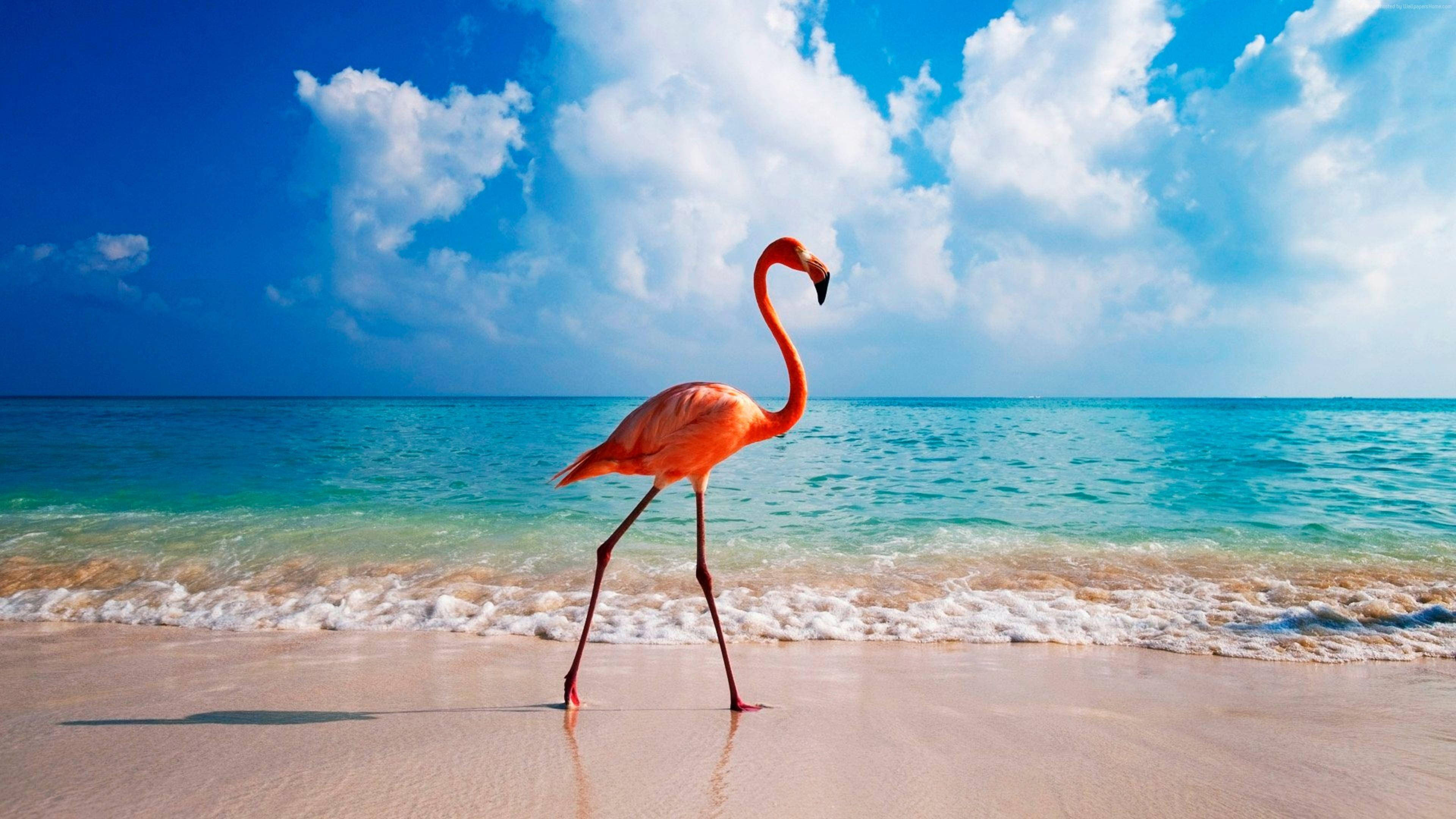阿魯巴海灘上的火烈鳥 壁紙 — 一隻充滿活力的粉紅色火烈鳥在碧綠海洋邊緣的濕沙上優雅地漫步，頭頂是明亮的藍天和蓬鬆的白雲。