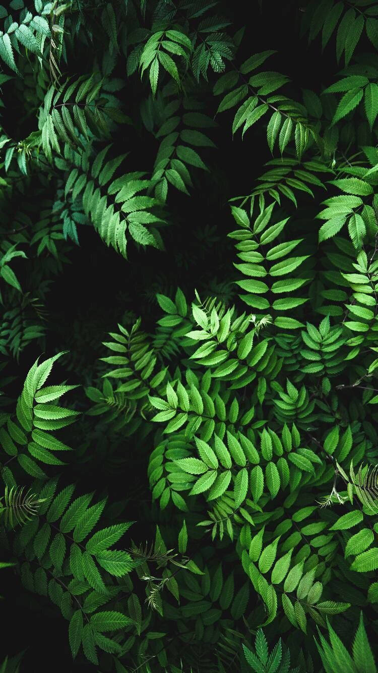 深色背景上茂盛綠色蕨類葉子的特寫。
