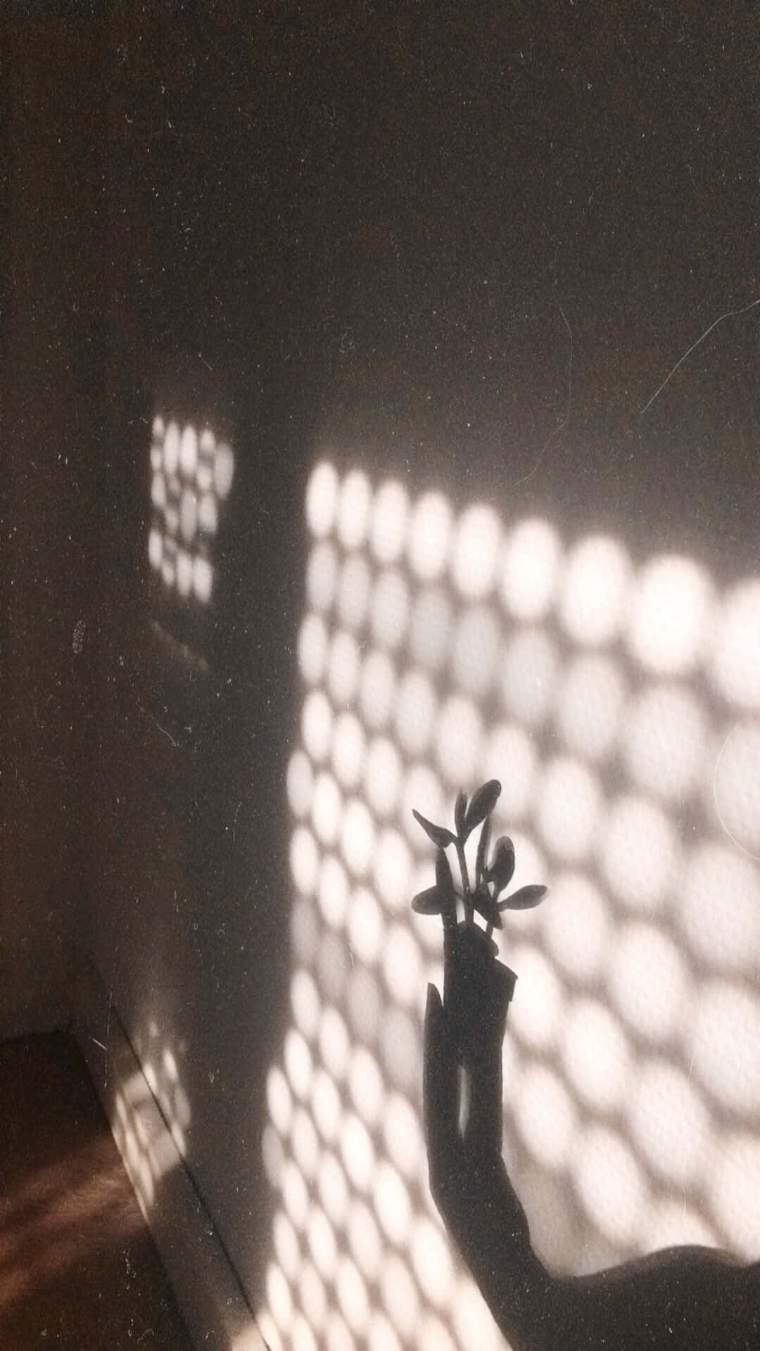 陰影中的神秘剪影 壁紙 — 一隻手拿著一株小植物靠著牆，牆上沐浴著透過穿孔屏風過濾的柔和斑駁陽光。