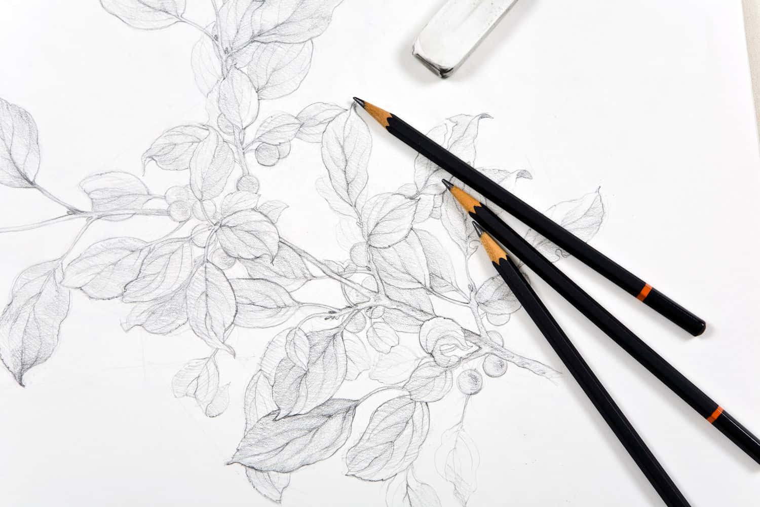 陰影葉狀植物素描圖 壁紙 — 一幅詳細的鉛筆素描，描繪白紙上的樹葉和漿果，旁邊有三支黑色鉛筆和一個橡皮擦。
